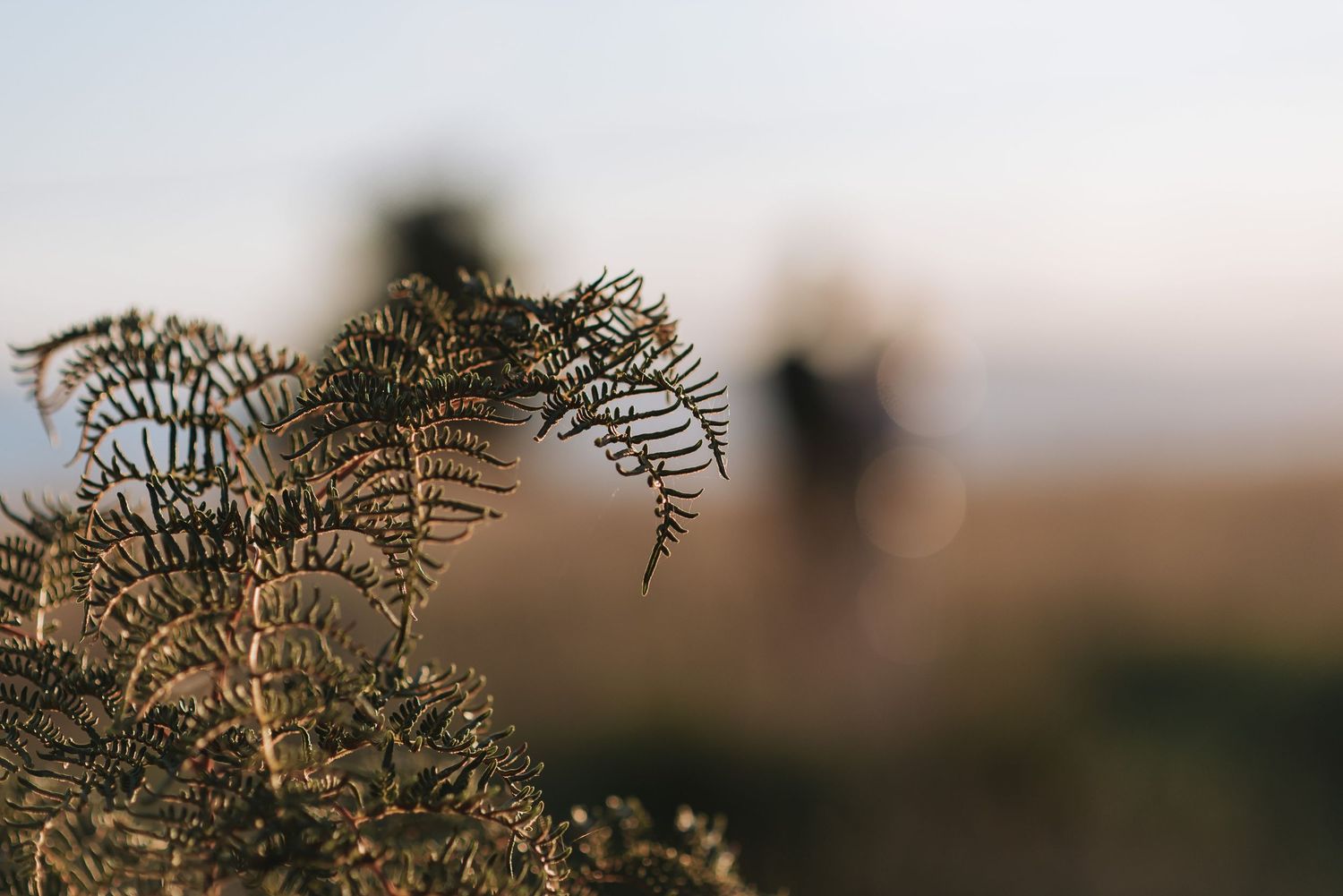 Delicate fern fronds silhouetted against blurred background with golden sunset lighting.