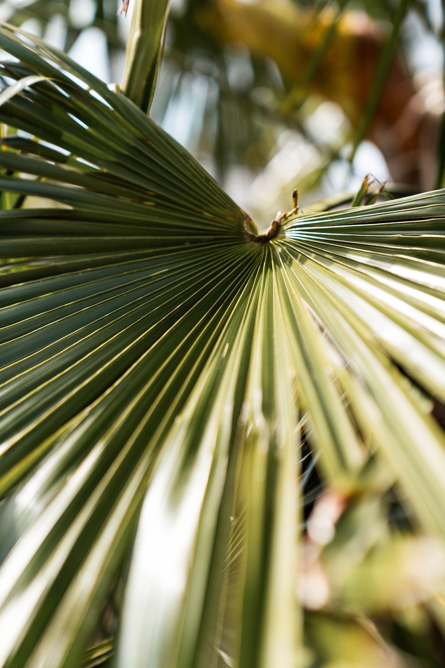 Close-up view of palm fronds creating geometric patterns in bright sunlight.