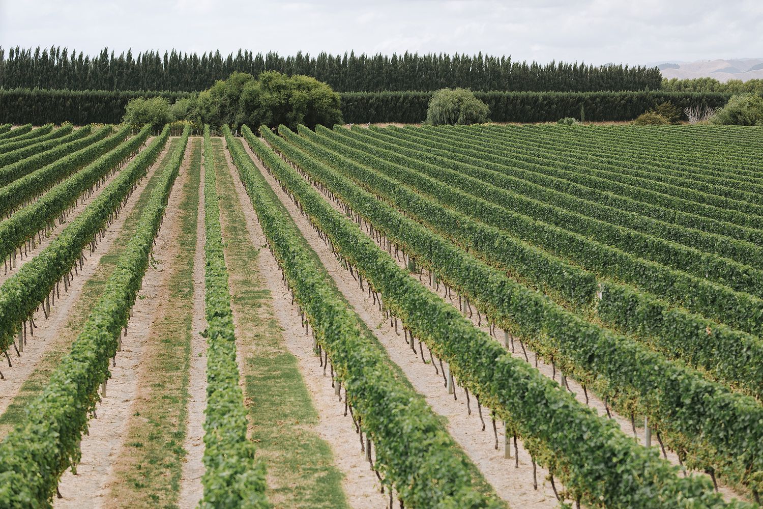 Rows of young grape vines growing in a lush vineyard with rolling hills in the background under a cloudy sky.