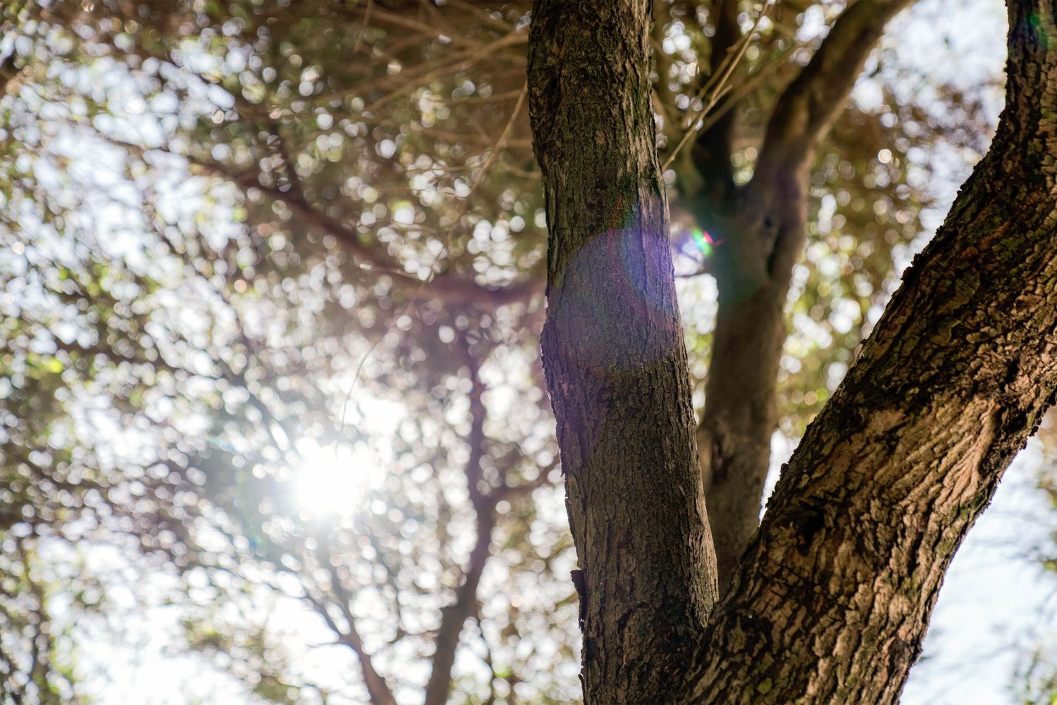 Sunlight streaming through tree branches creating a ethereal lens flare effect.