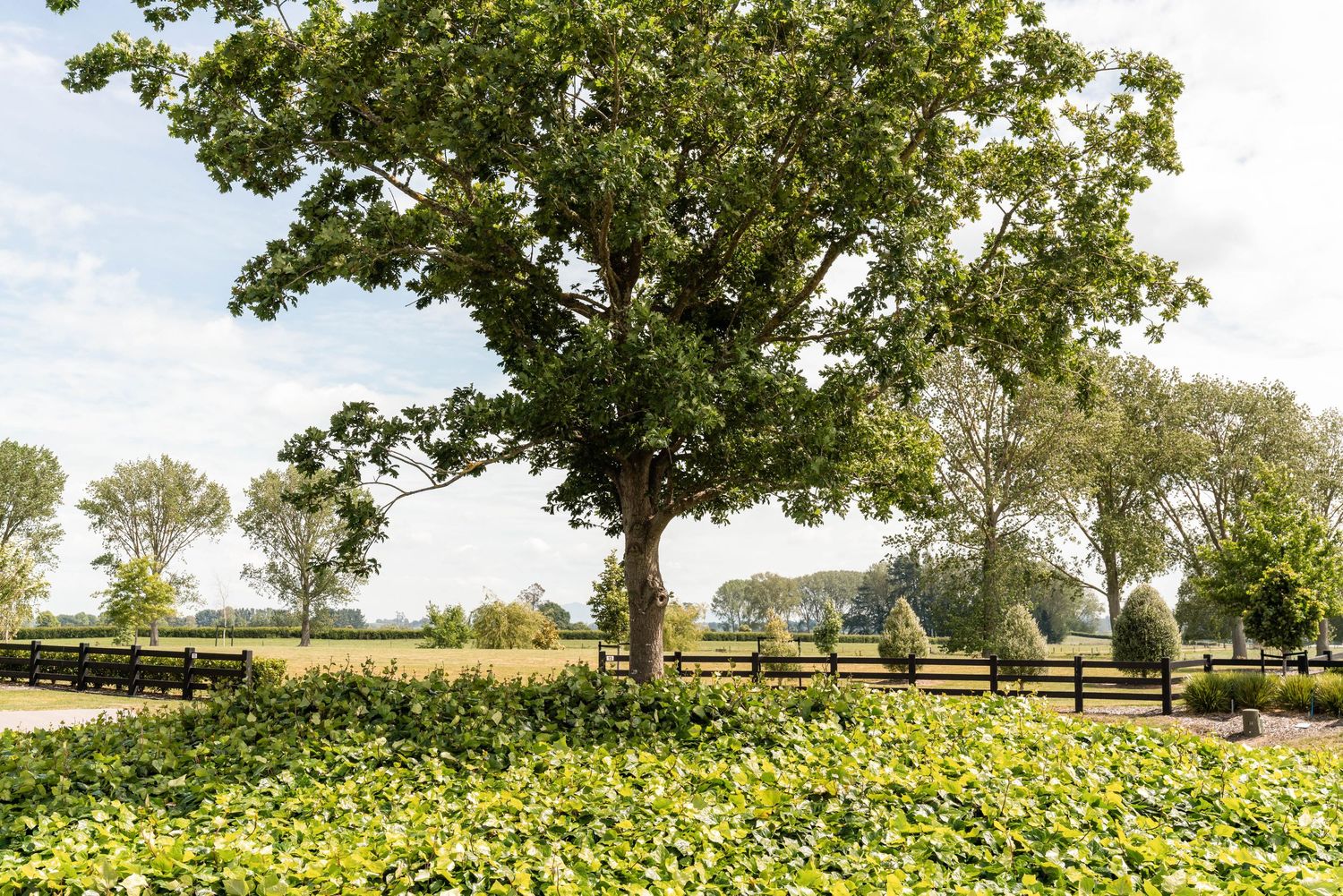 Large oak tree in foreground with yellow wildflowers and wooden fence in rural setting.