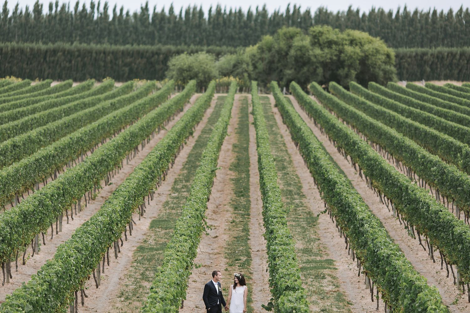 Two figures stand between rows of grapevines in a sprawling vineyard with evergreen trees in the background.