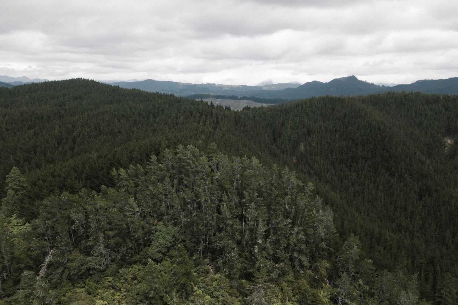 Expansive aerial view of dense evergreen forest mountains under an overcast sky.
