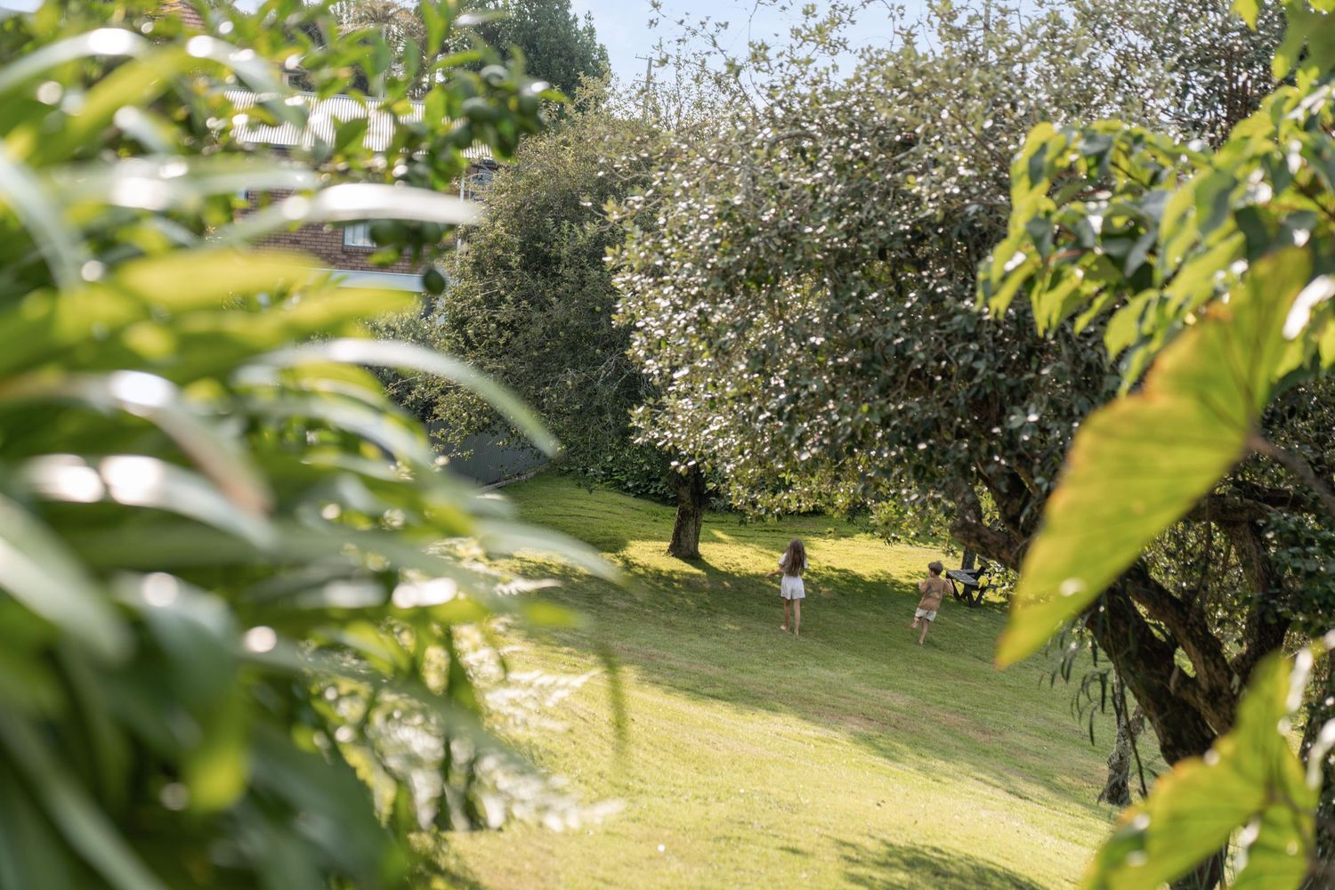 Tranquil garden view with olive trees and lush greenery on a sunny hillside.