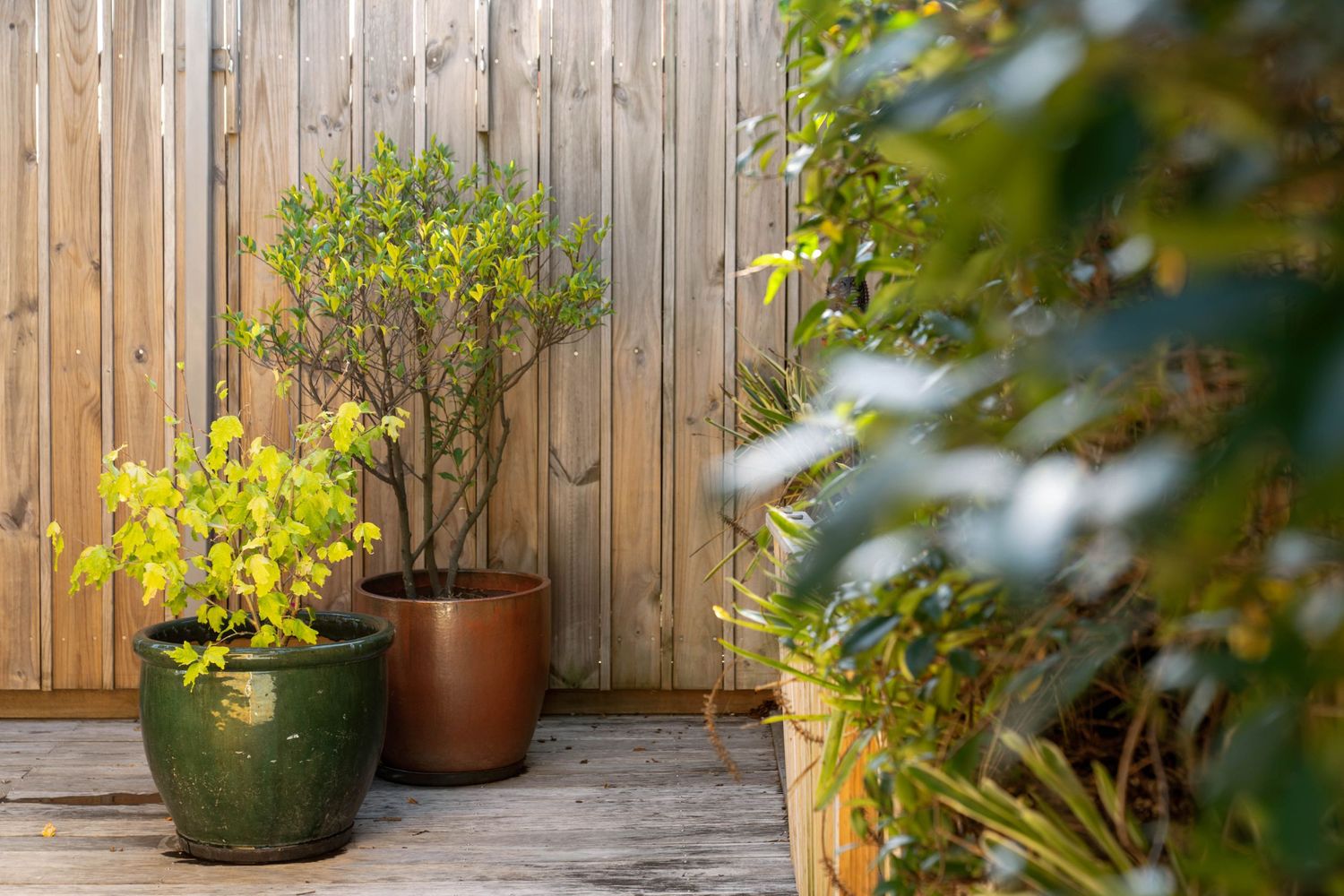 A wooden privacy fence with potted plants and lush greenery along its base creates a cozy backyard atmosphere.