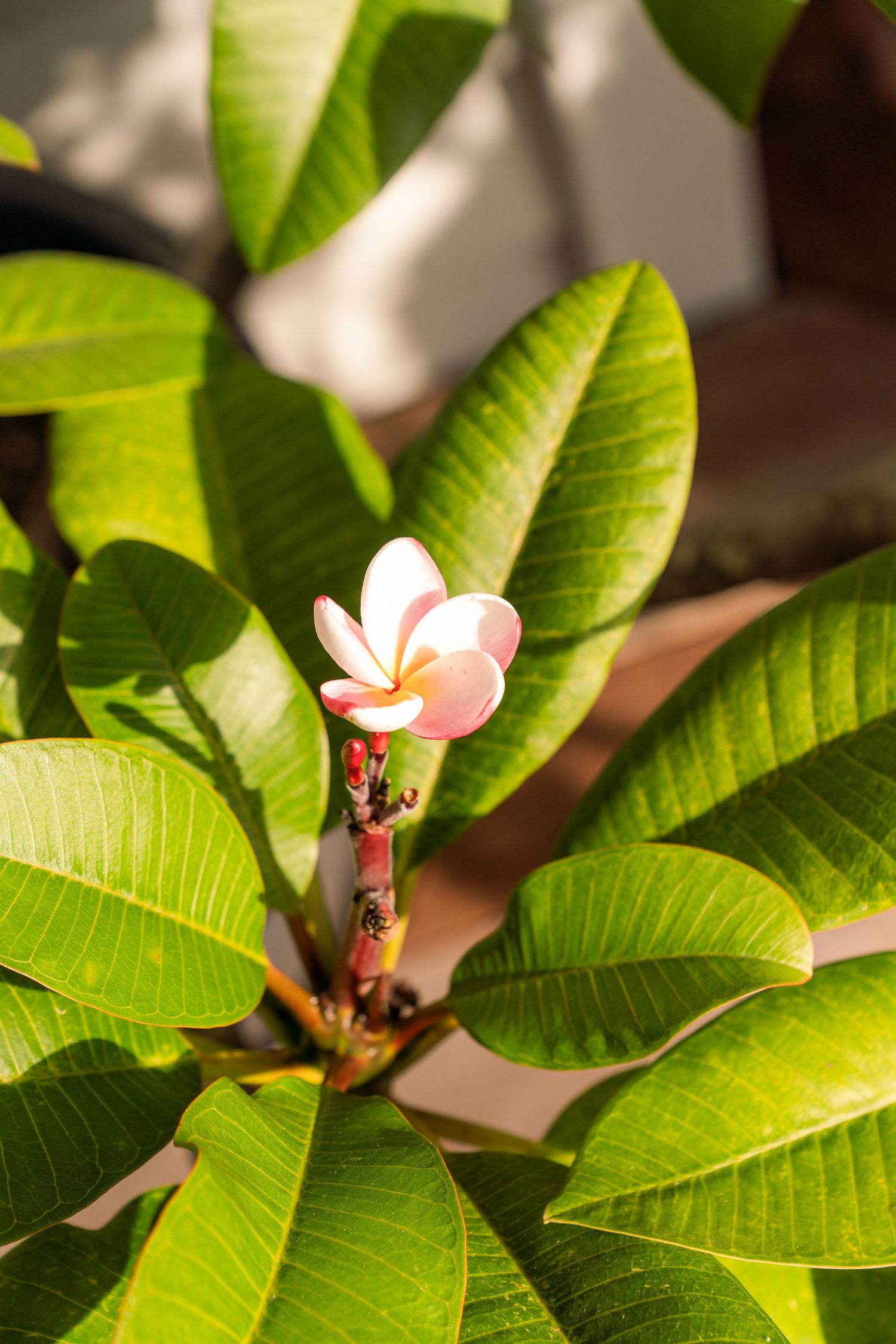 Close-up of a pink plumeria flower blooming among lush green tropical leaves in natural sunlight.