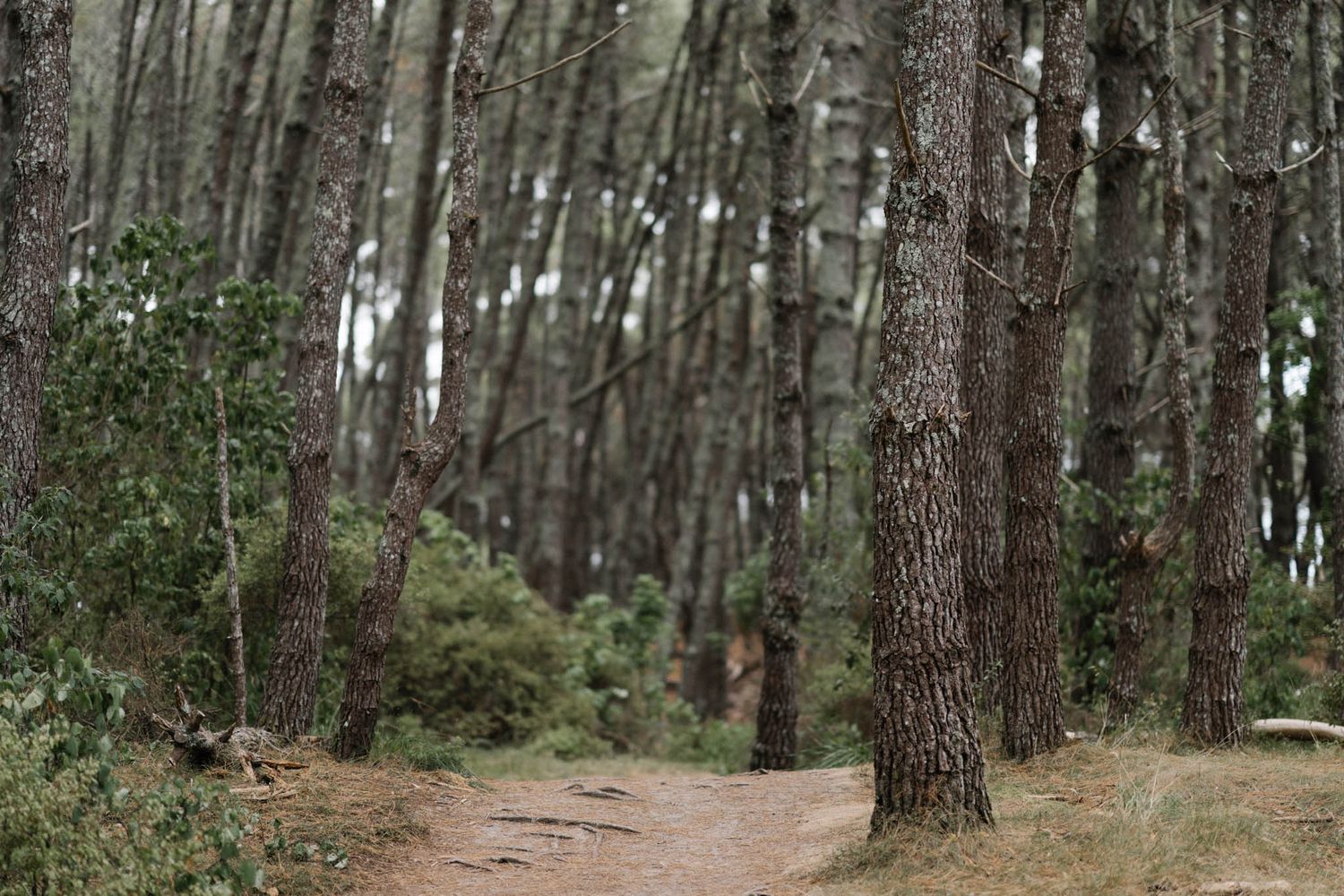 A winding dirt trail leads through a serene pine forest with tall tree trunks and dappled sunlight filtering through.