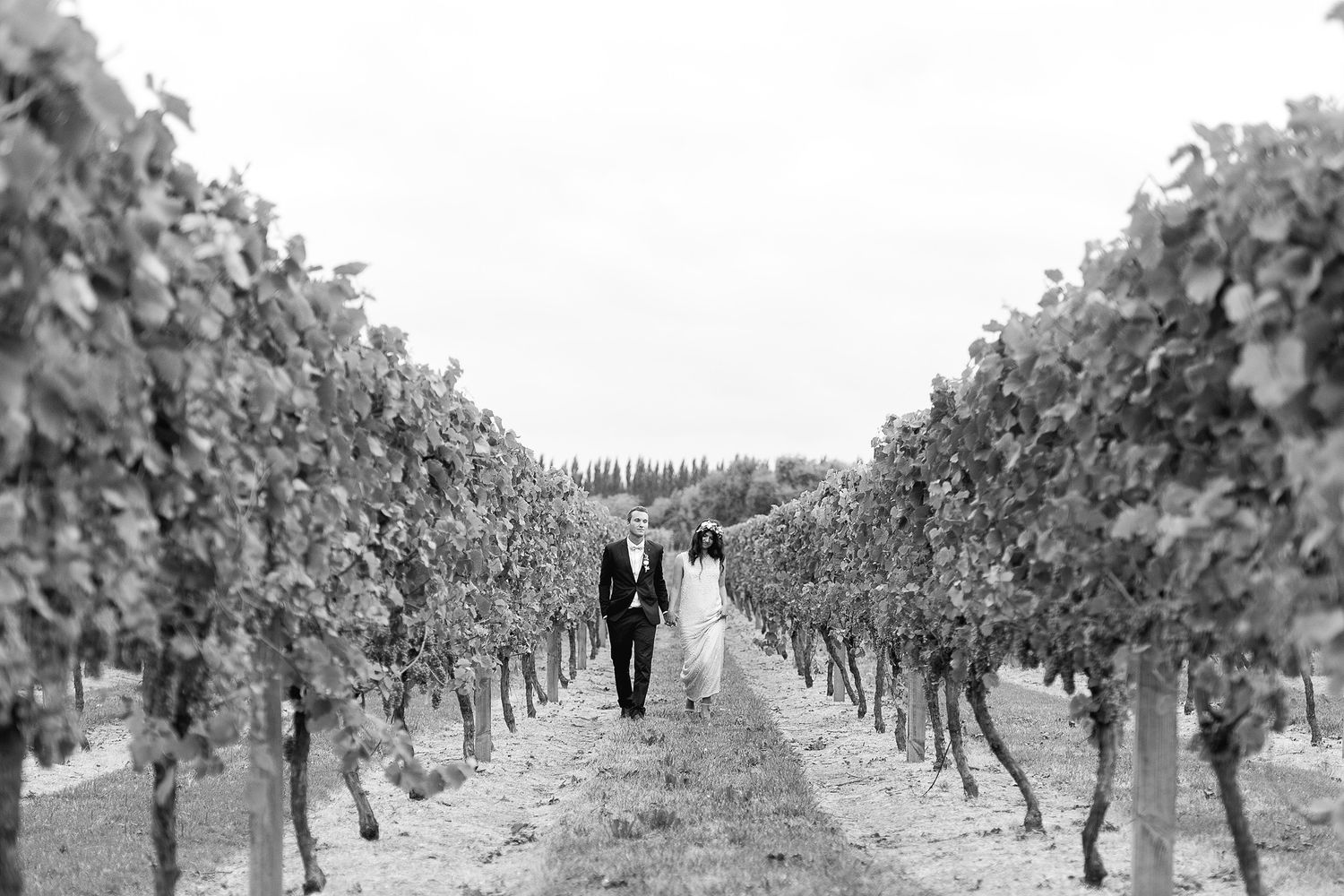 A sequence of images showing groups inspecting grape vines in orderly vineyard rows on a scenic hillside.