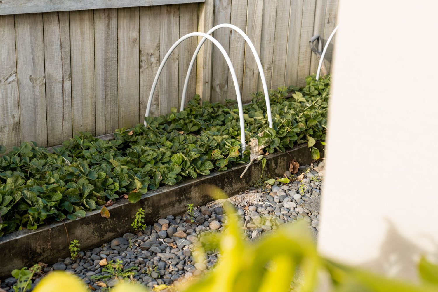White garden hoops arch over a raised garden bed filled with green plants against a wooden fence.
