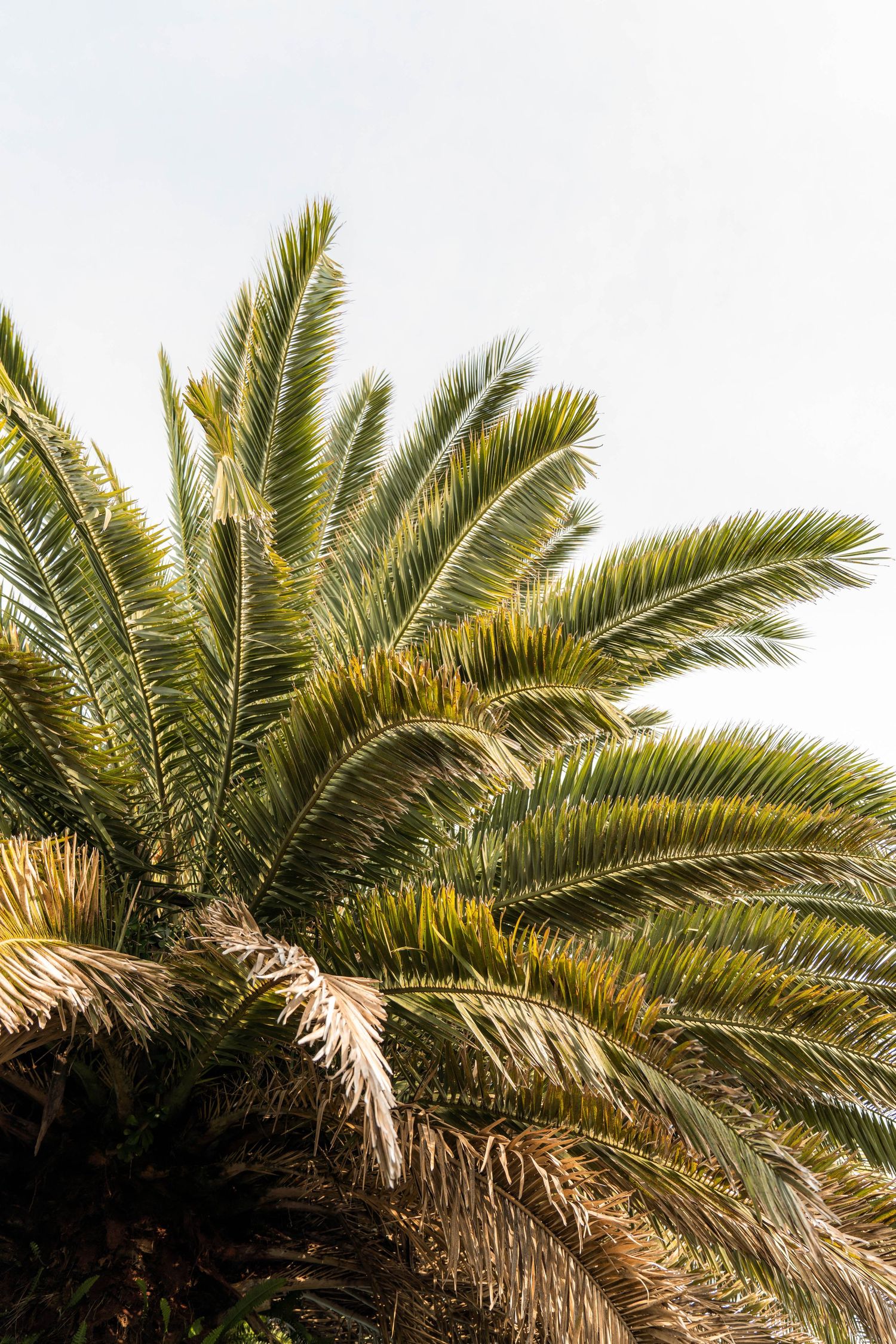 Close-up view of lush green palm tree fronds spreading against a bright sky on a sunny day.