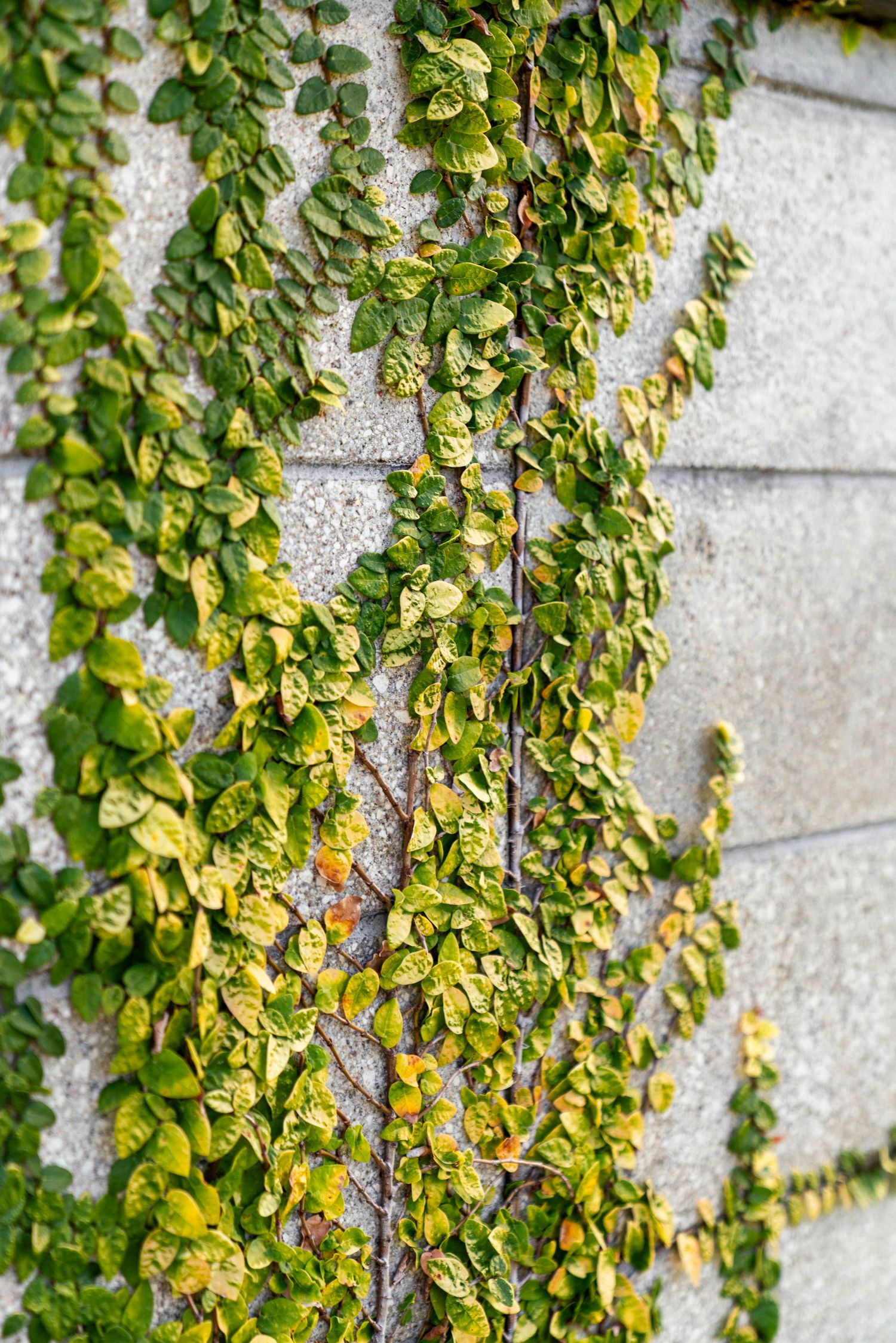 Lush green ivy vines growing and cascading down a textured white wall creating a natural pattern.