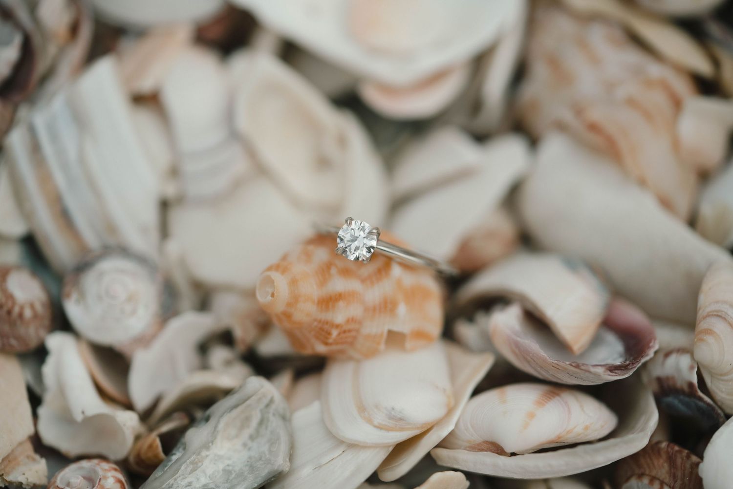 A sparkling diamond engagement ring sits atop a collection of seashells in muted beige and tan colors.