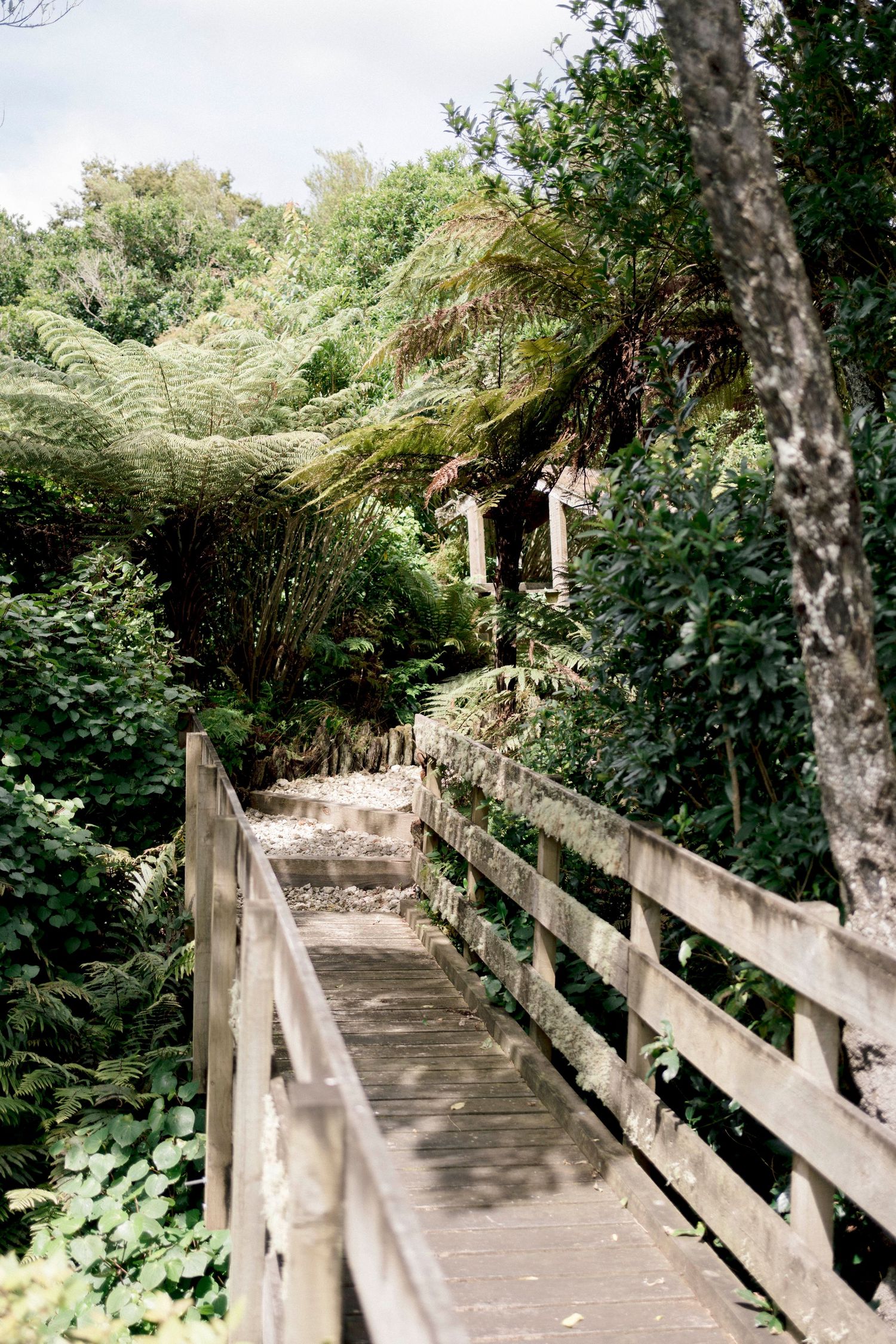 A wooden footbridge walkway winds through lush green foliage and ferns in a tranquil forest setting.