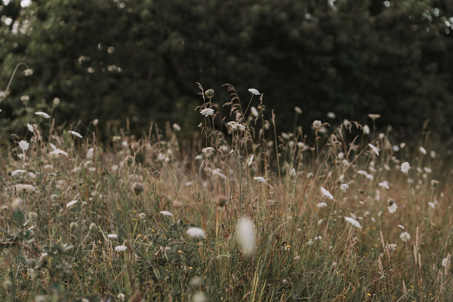 Delicate white wildflowers sway in a meadow against a dark forest backdrop in soft natural lighting.