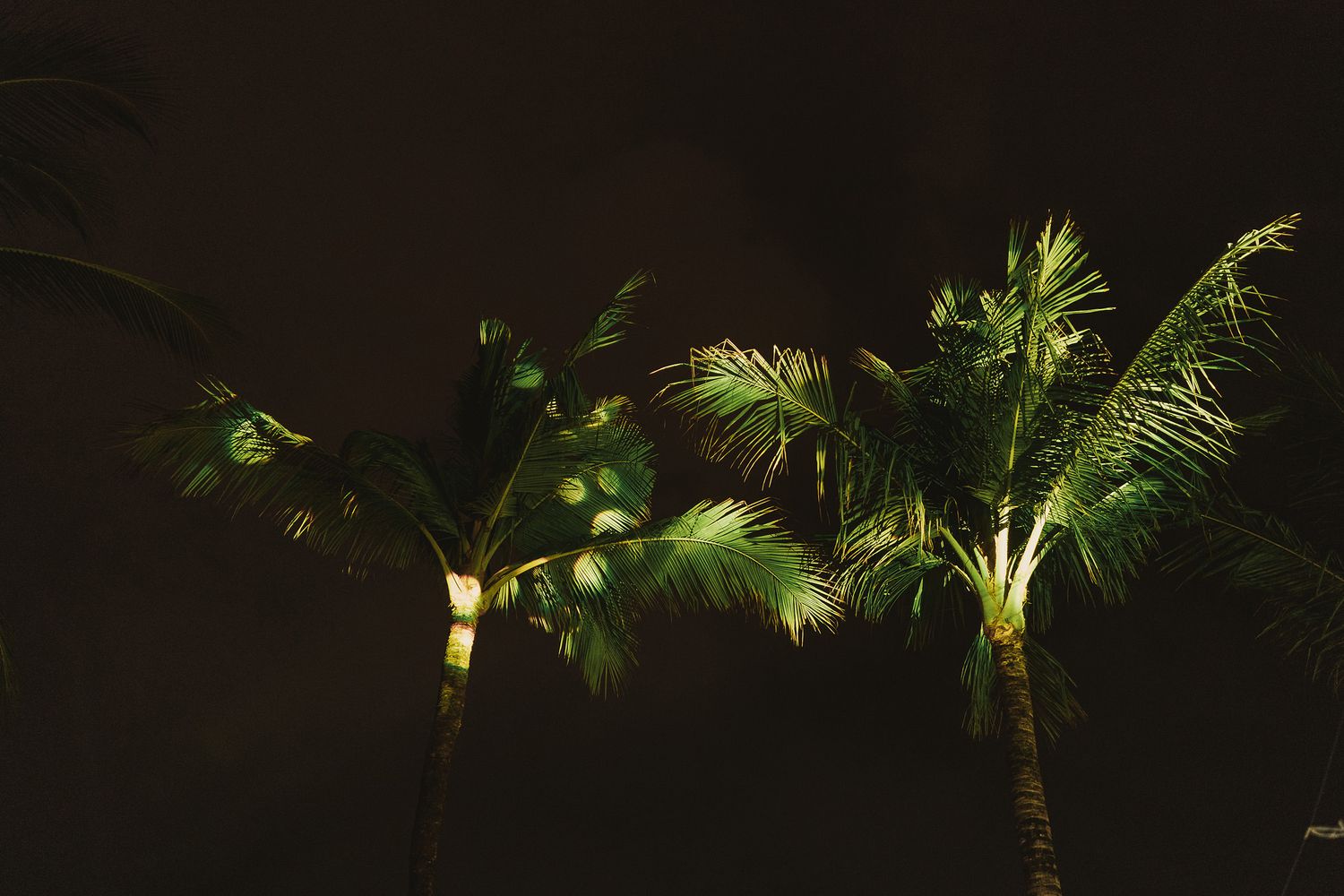 Palm trees illuminated at night create a tropical ambiance.