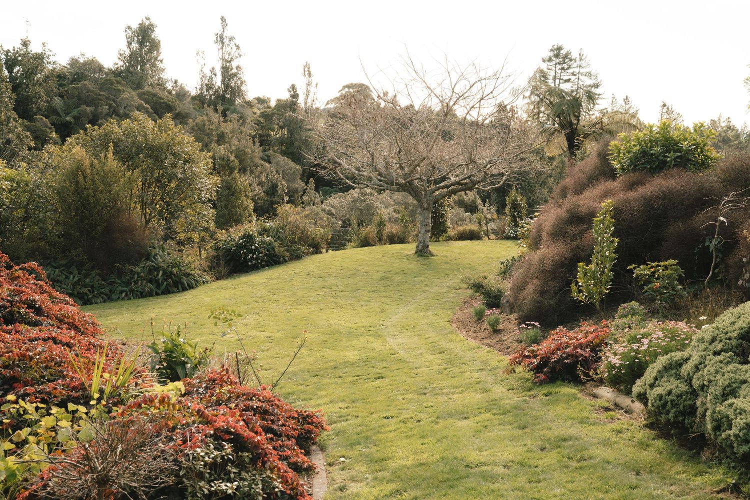 Rolling green hills dotted with autumn trees and shrubs create a serene vista in a natural landscape garden setting.