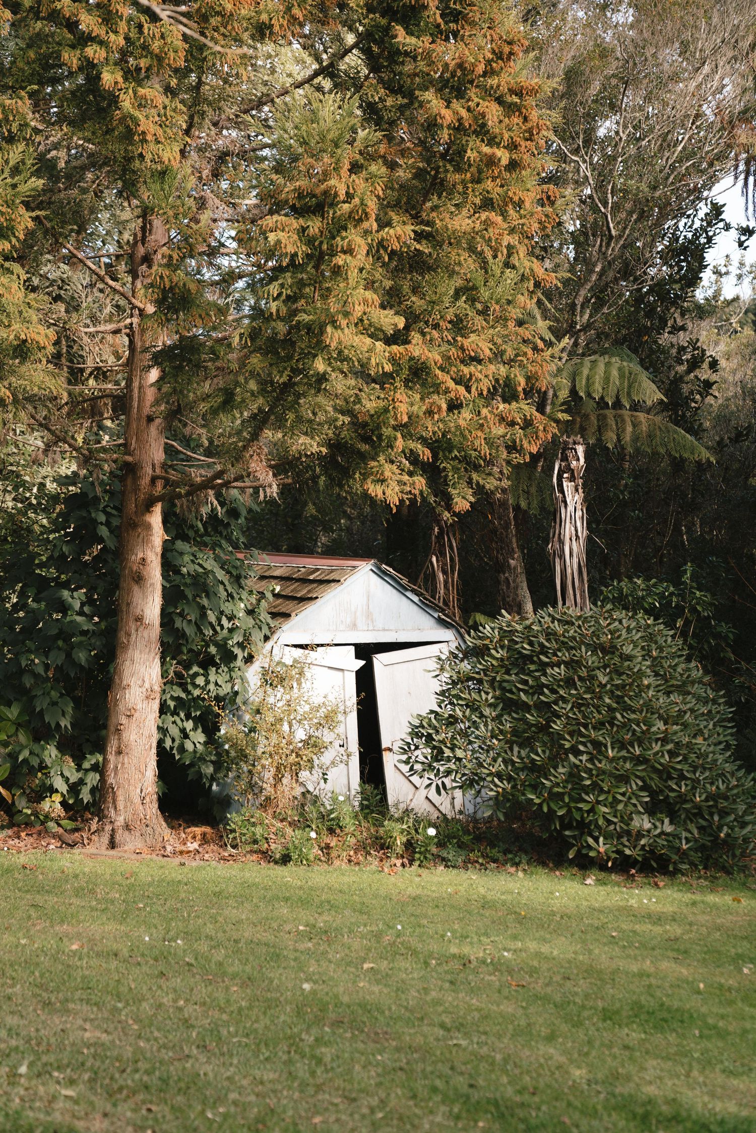 A white garden shed nestled among tall evergreen trees on a grassy lawn.