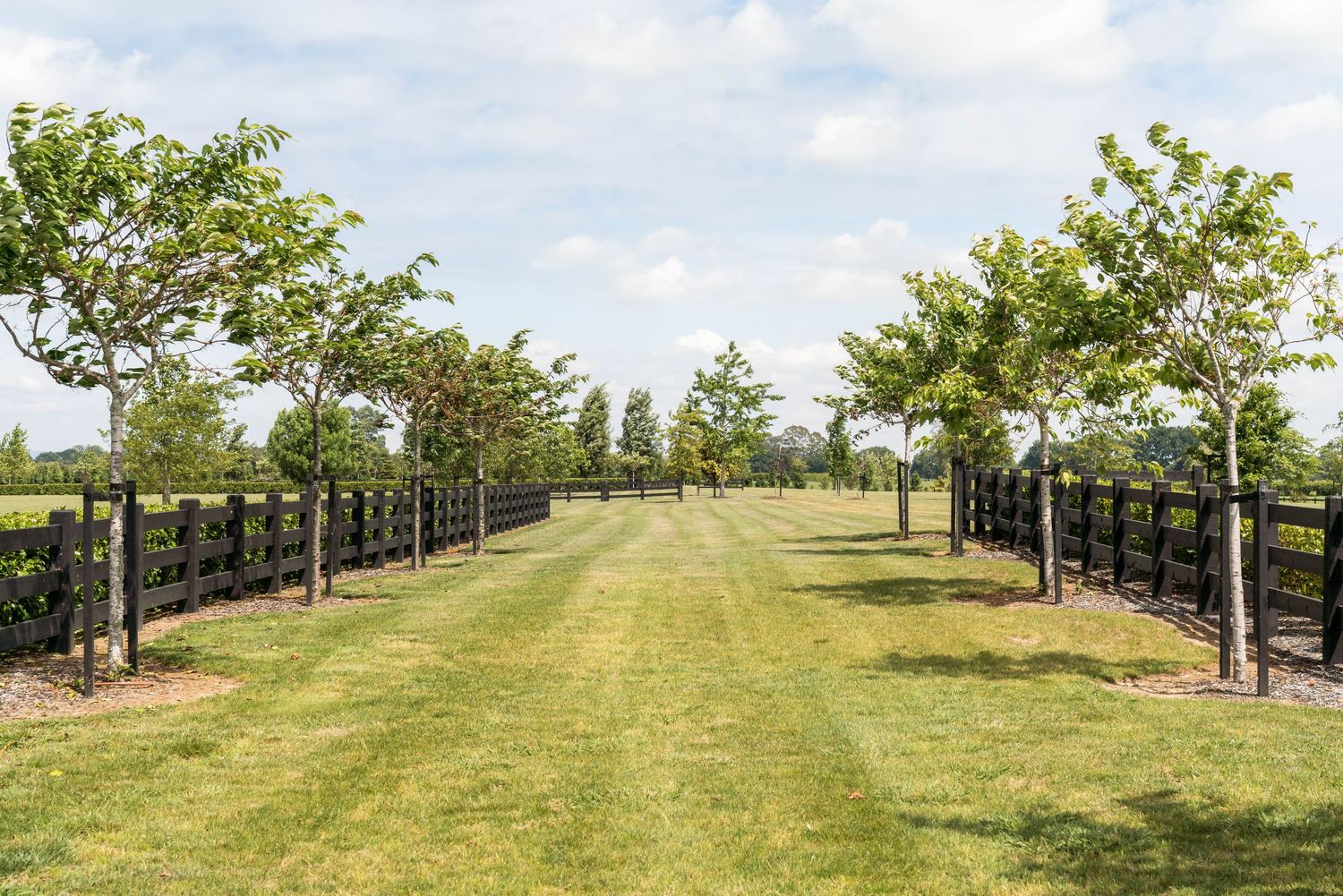 Tree-lined pathway with black fence posts creating an elegant entrance to rural property.