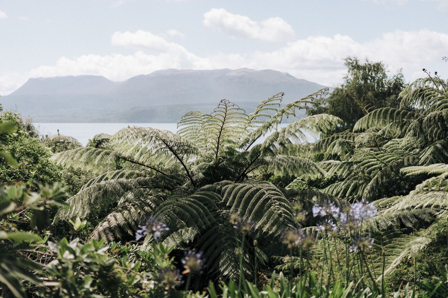Lush ferns growing against a misty mountain landscape with blue skies and white clouds in the background.