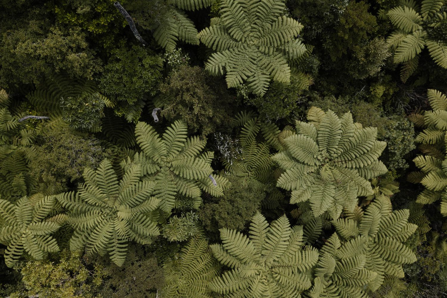 Aerial view of lush green tropical ferns creating a natural spiral pattern in dense forest canopy.