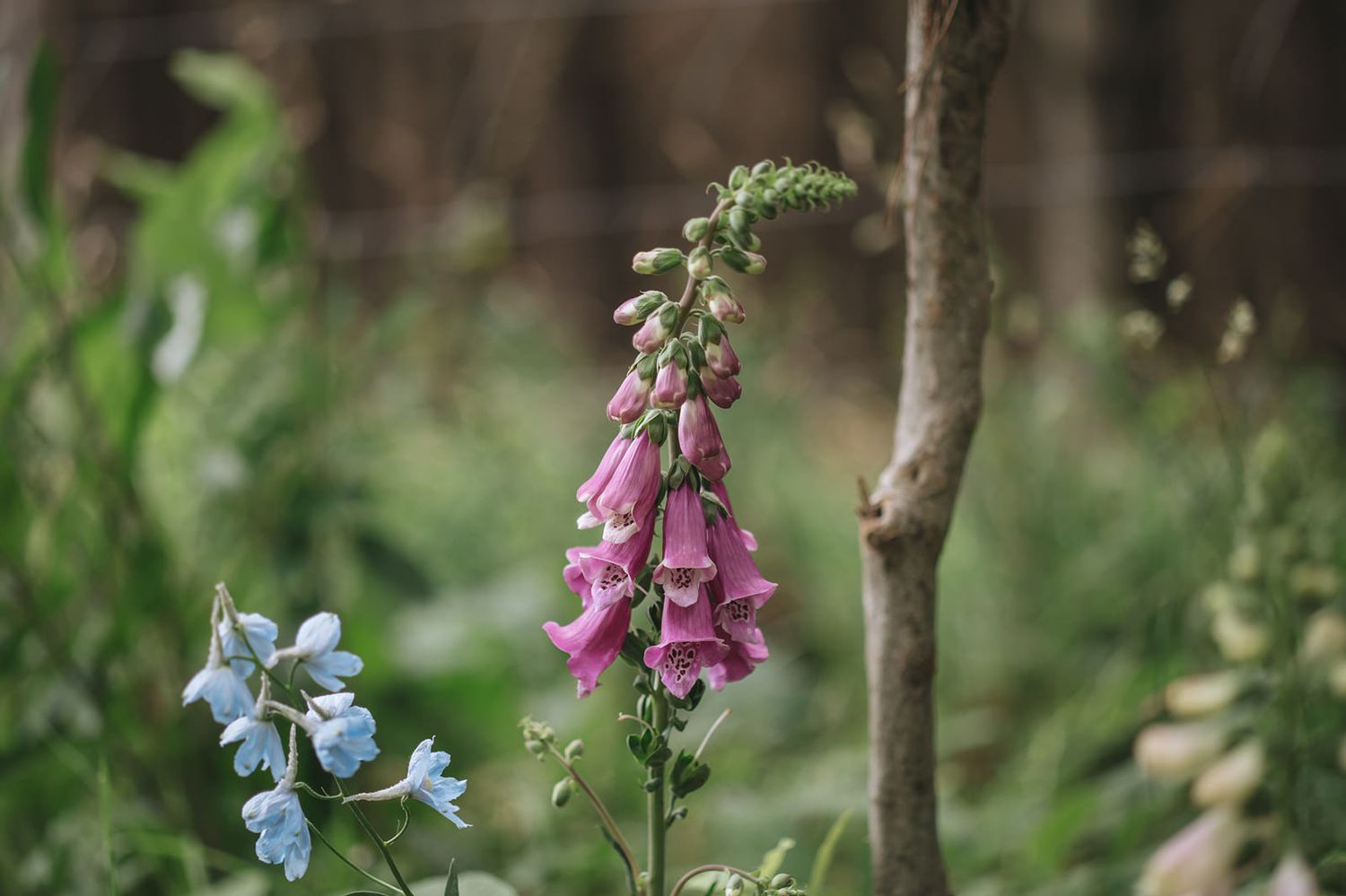 Pink foxglove flower stands tall among garden greenery with soft bokeh background and a delicate blue flower nearby.