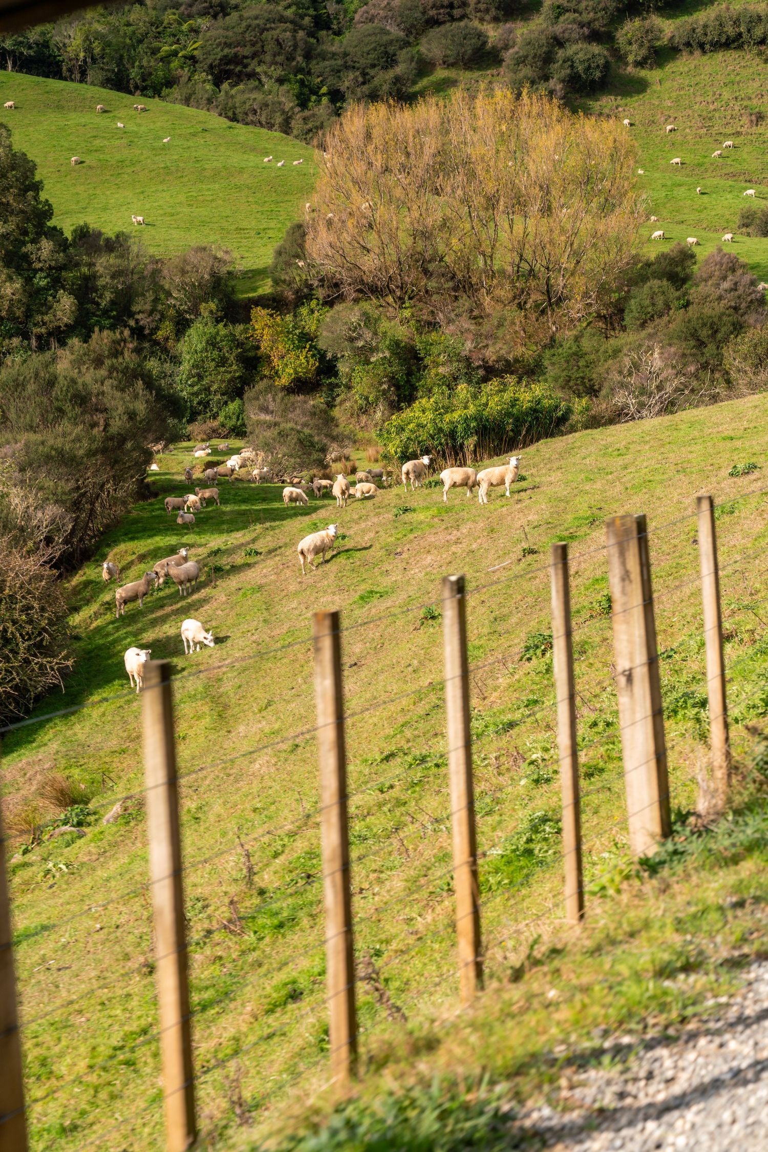 Wooden fence posts line a steep grassy hillside where sheep graze in the distance.