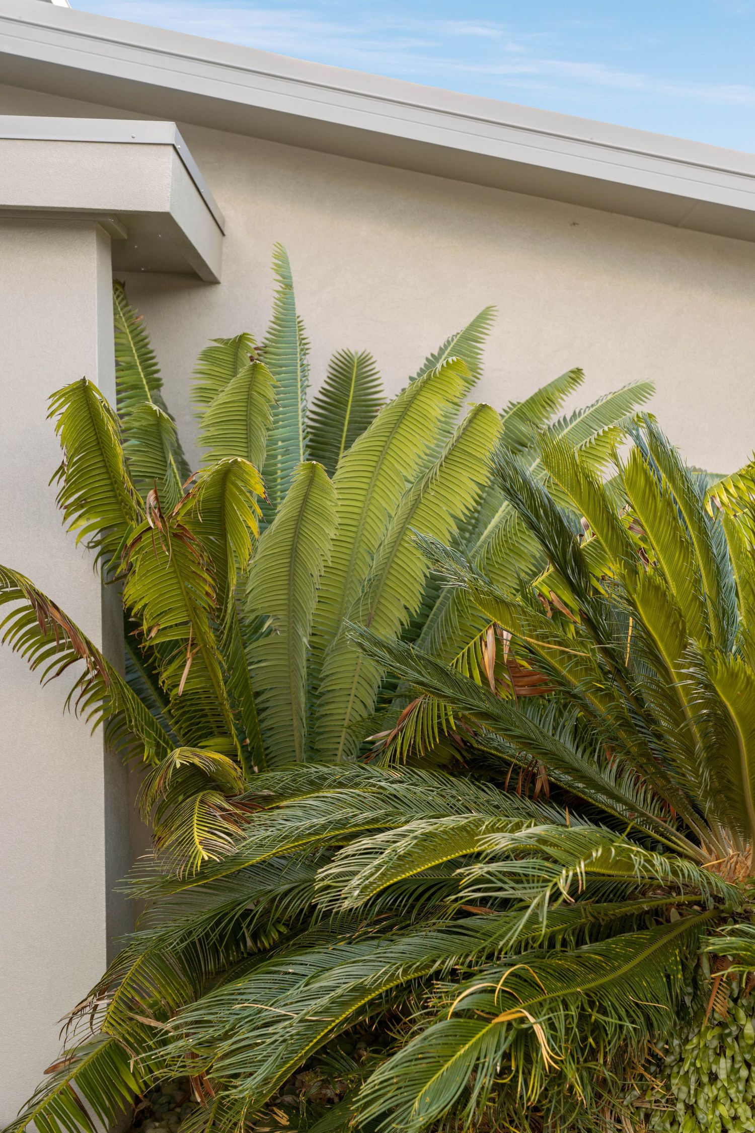 Large palm frond leaves growing against a white stucco house exterior wall under blue sky.