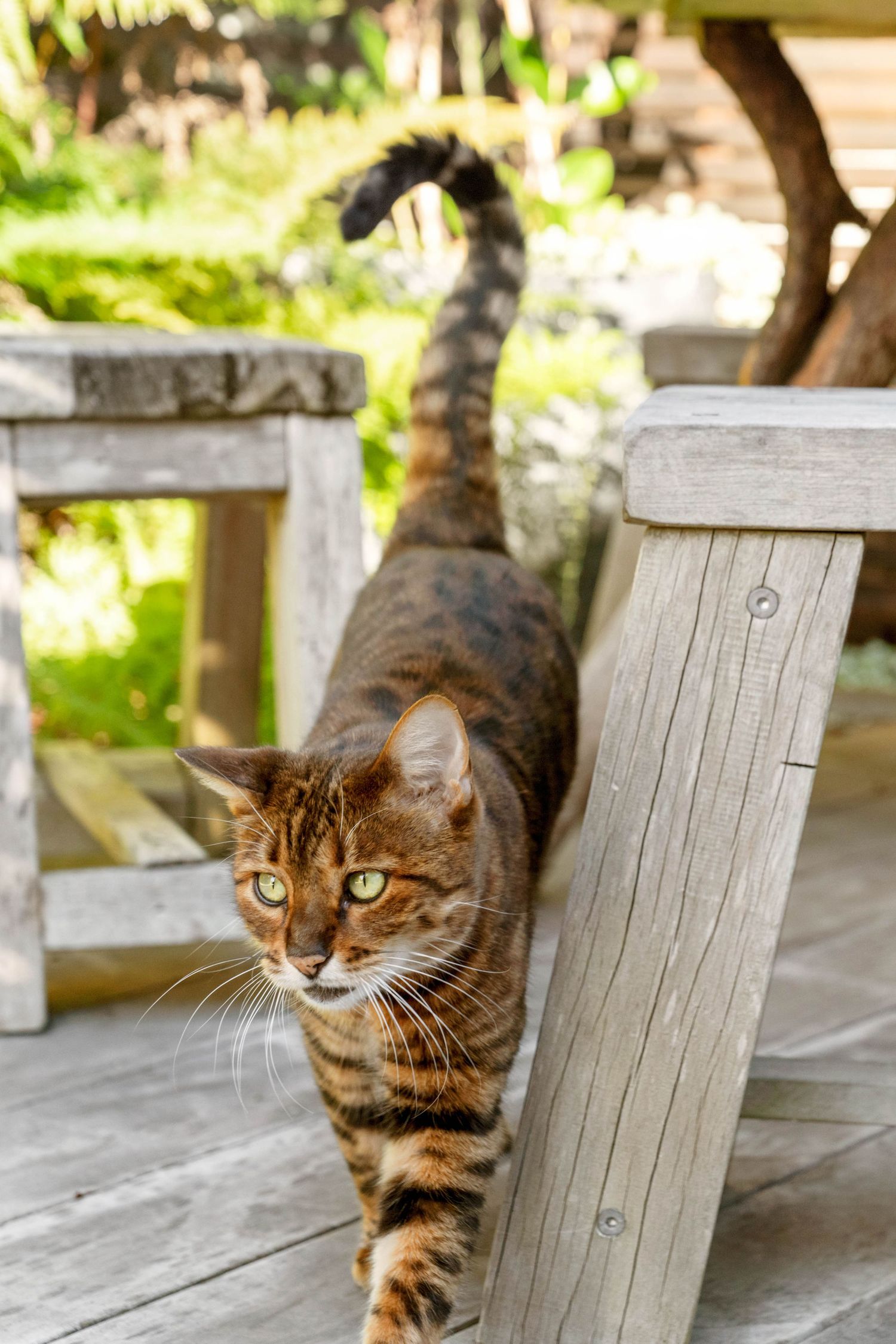 Striped brown tabby cat stretches while walking across a wooden deck on a sunny day.