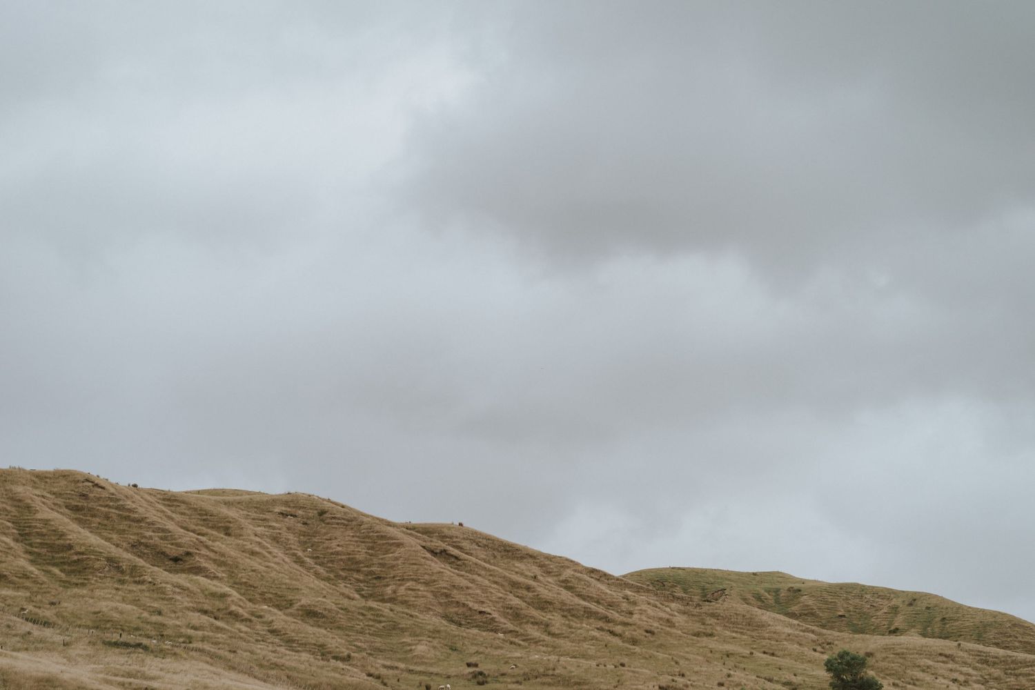 Rolling green hills extend into the distance under a cloudy gray sky in a pastoral landscape.