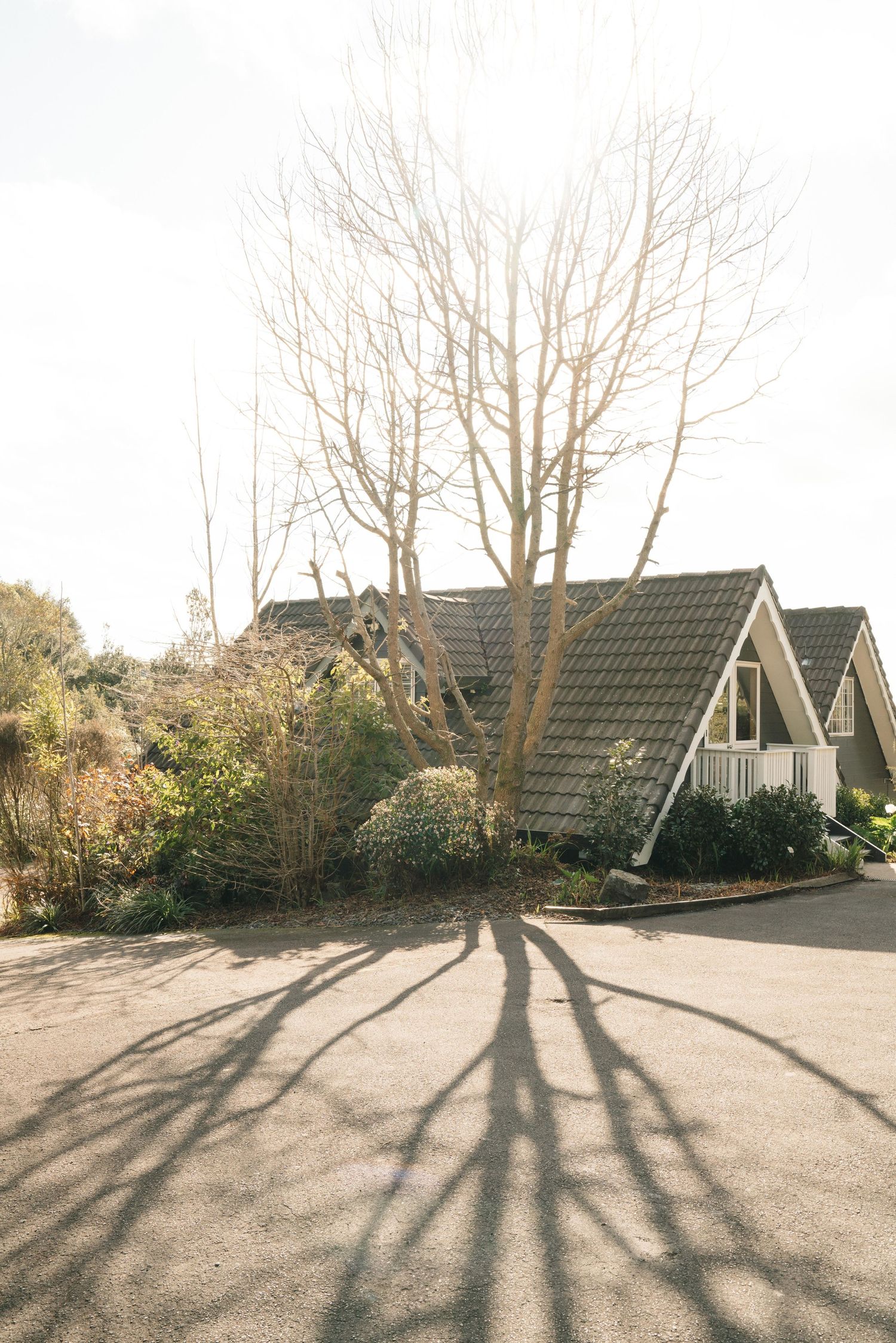 Long shadows of bare winter trees cast across parking lot with residential houses in background.