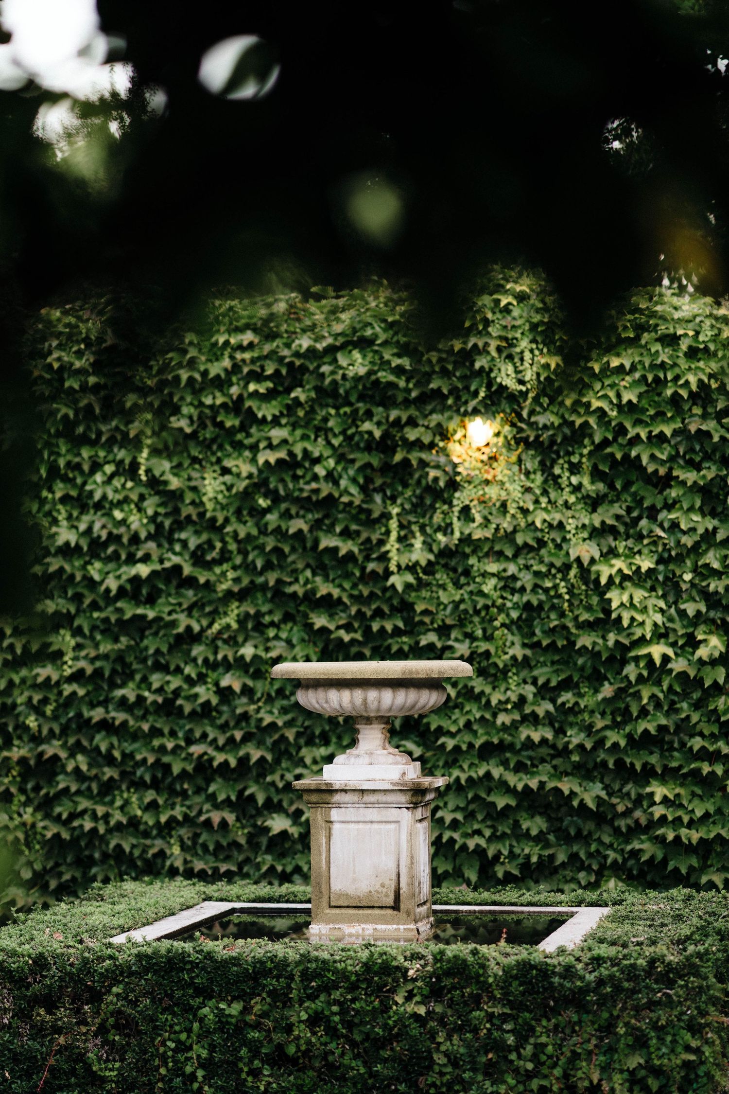 Stone fountain surrounded by lush green ivy wall in garden setting.