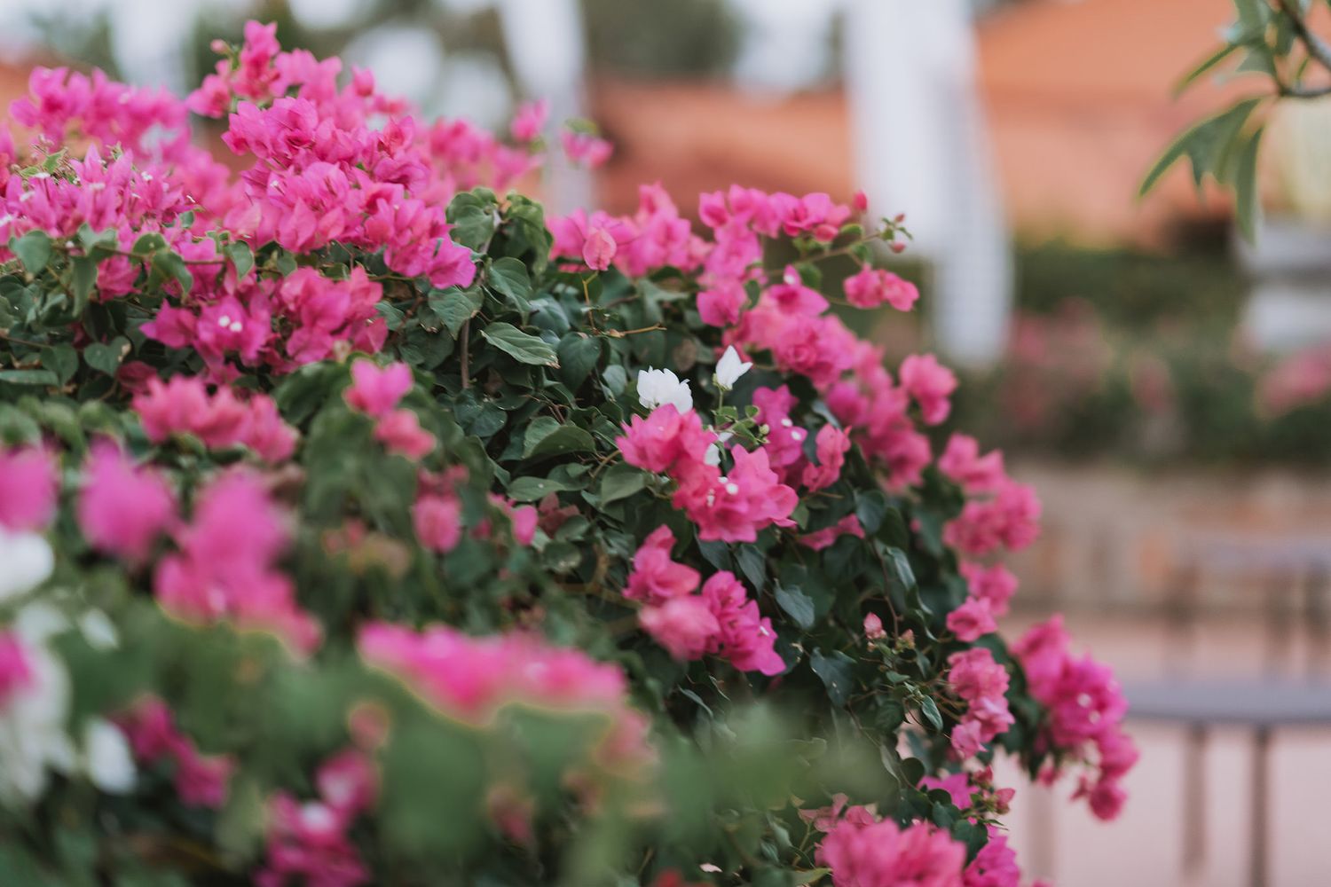 Vibrant pink bougainvillea flowers bloom against blurred garden background.