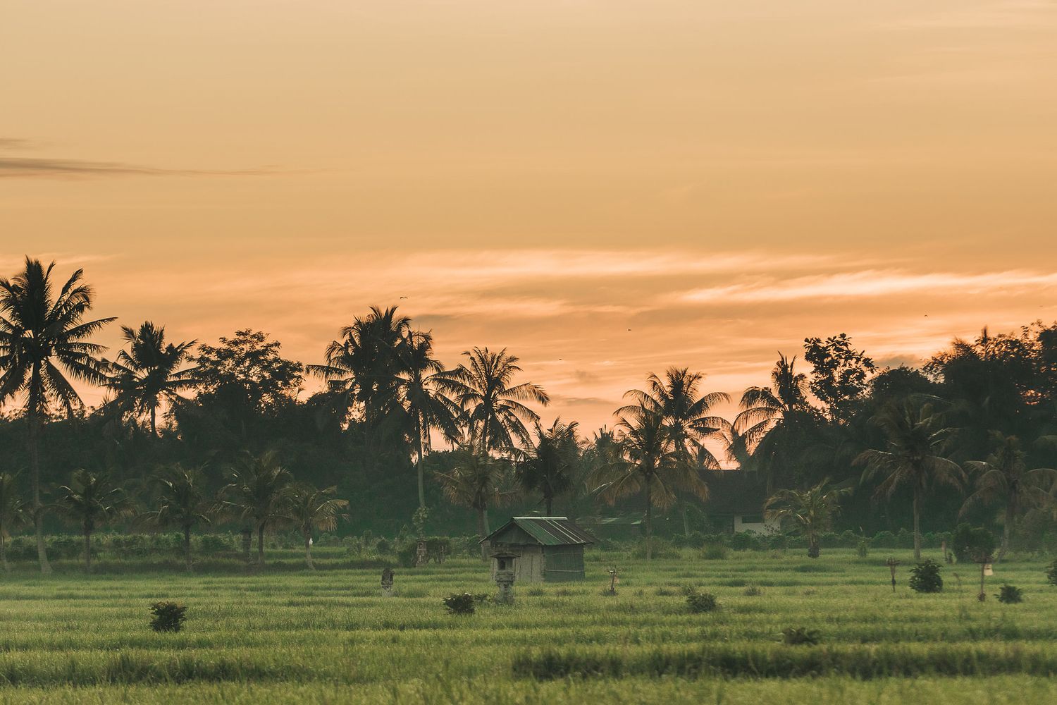 Scenic tropical landscape with palm trees and rice paddies at sunset in Bali.