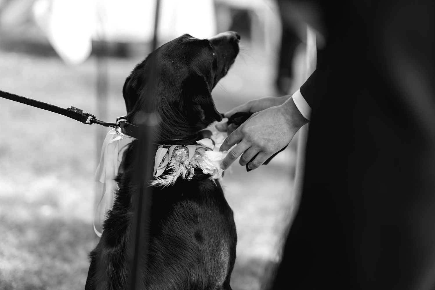 A black and white photo shows a person's hand gently petting a large black dog wearing a collar and leash.