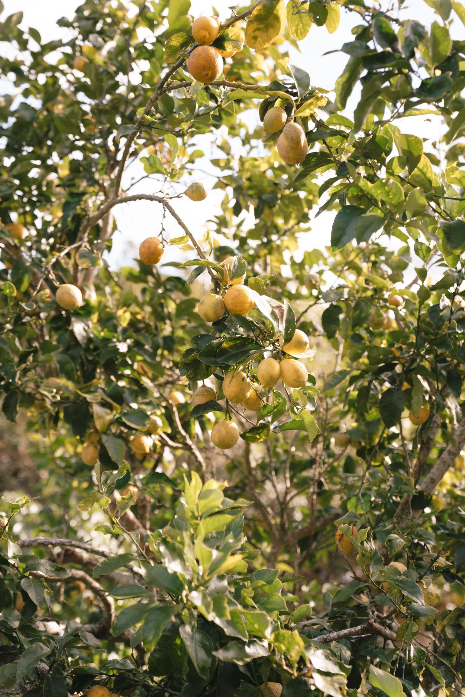 Yellow citrus fruits growing on tree branches with green leaves in natural sunlight.