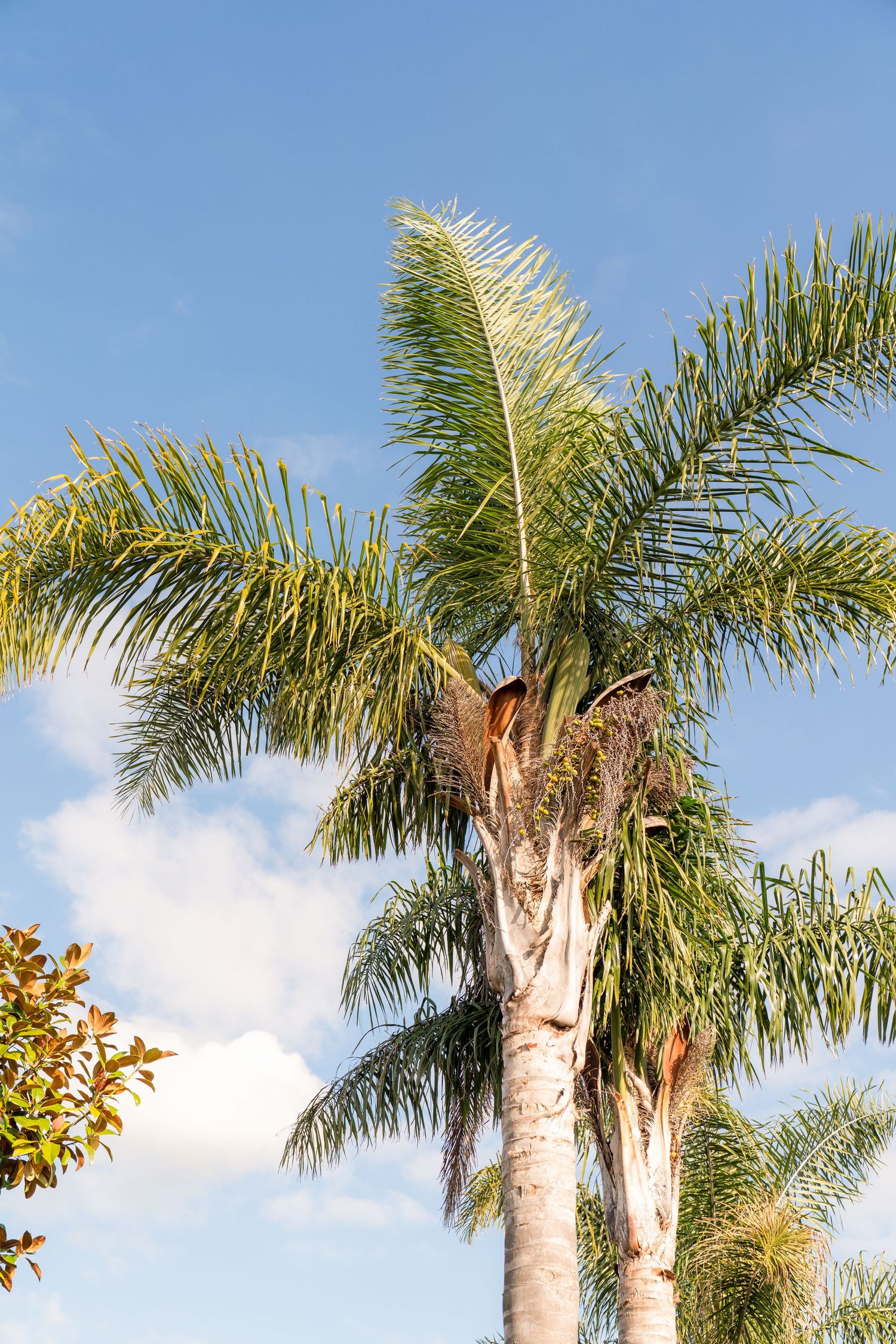 Tall palm trees with feathery fronds reaching into a bright blue sky with white fluffy clouds.