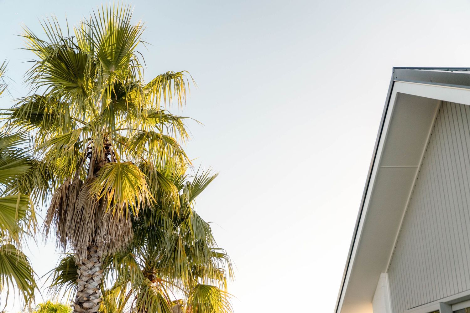 Palm trees sway against a clear sky beside white-trimmed residential buildings.