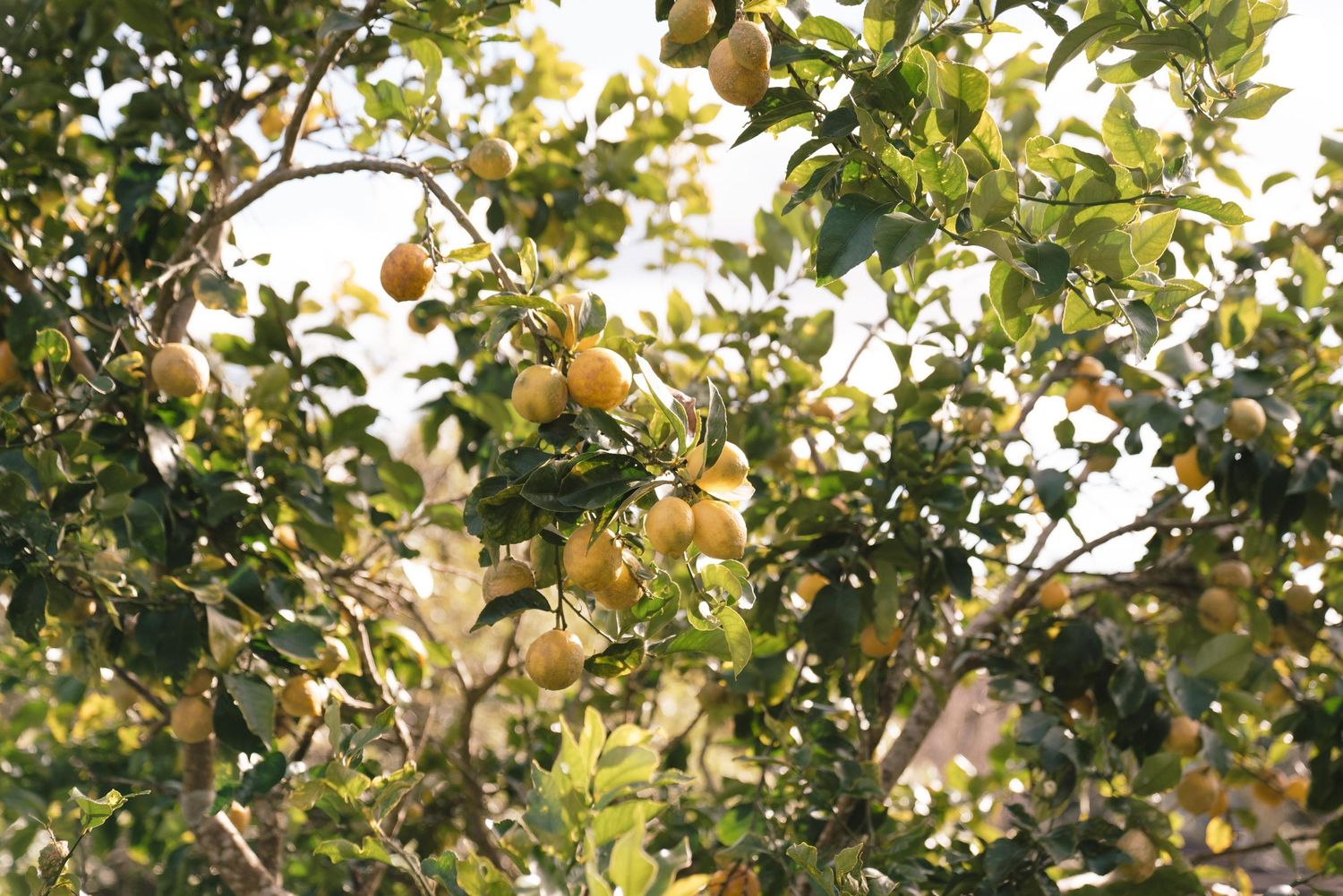 Orange citrus fruits growing on leafy green tree branches against bright sunlight in an orchard.
