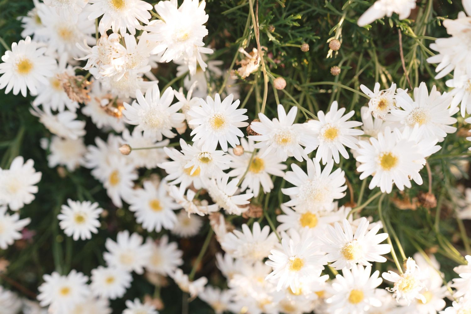 Close-up of blooming white daisies with yellow centers growing in a garden.