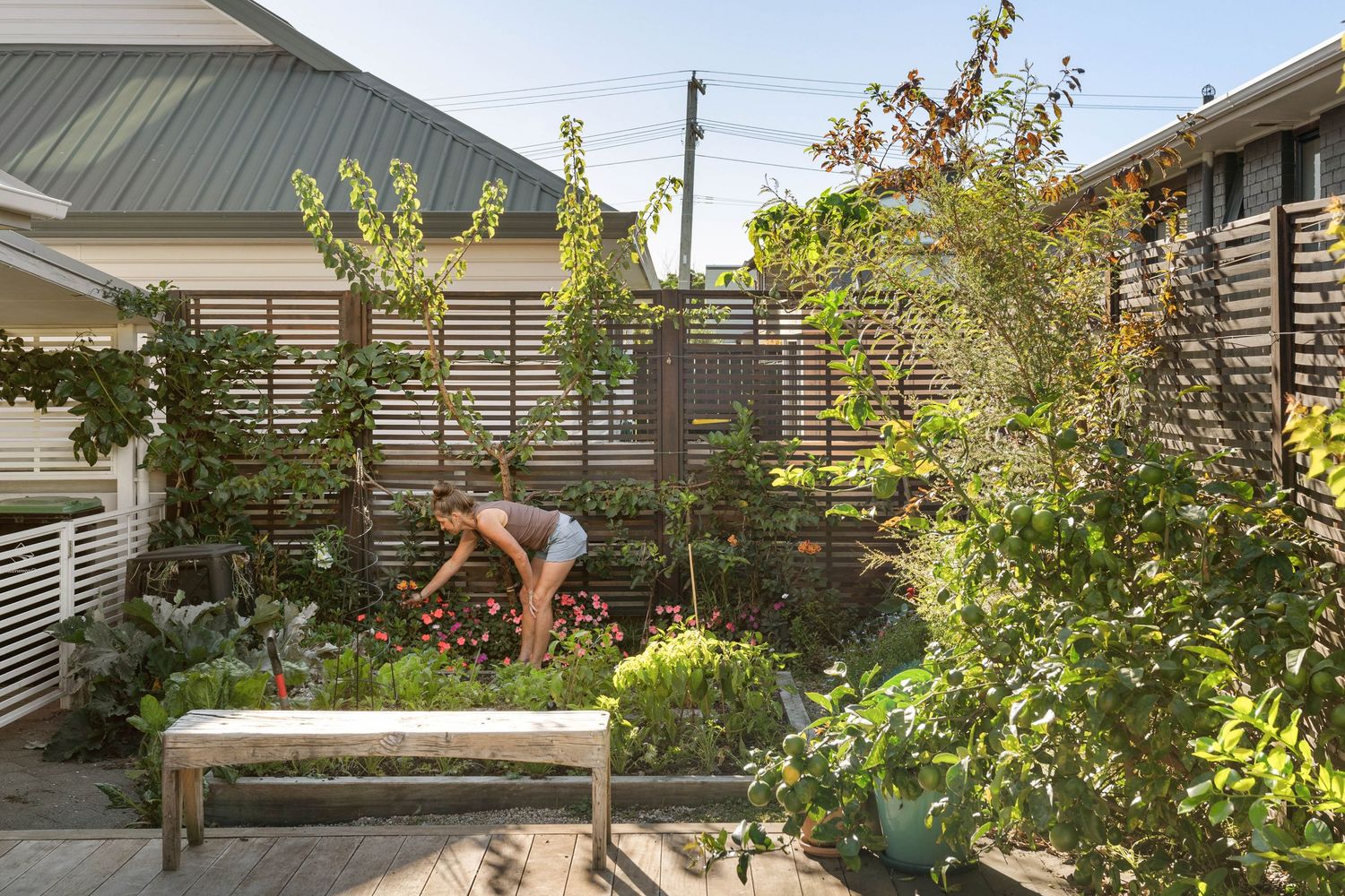 A person tends to raised garden beds in a lush backyard space with wooden privacy fencing and green foliage.