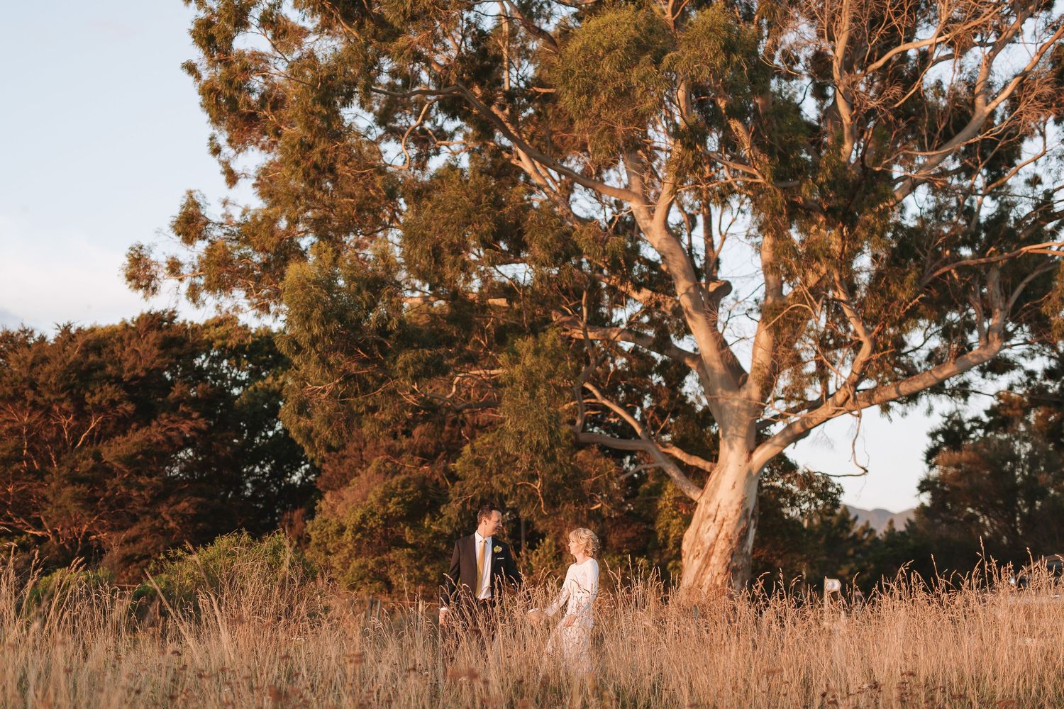 Seven eucalyptus trees stand tall against a golden sunset sky in an Australian grassland landscape.