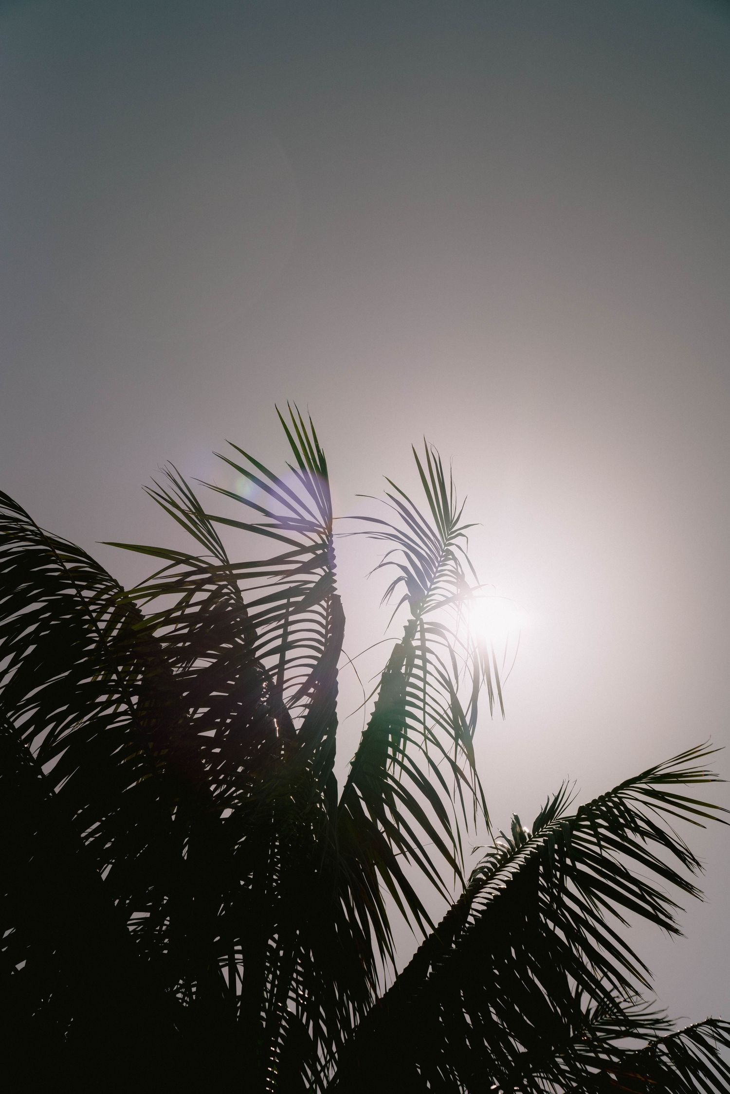 Silhouettes of palm fronds against an overcast sky creating a tropical atmosphere.