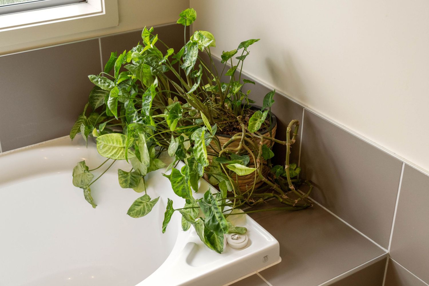 A vibrant green pothos plant grows in a white planter against a gray wall near a window.