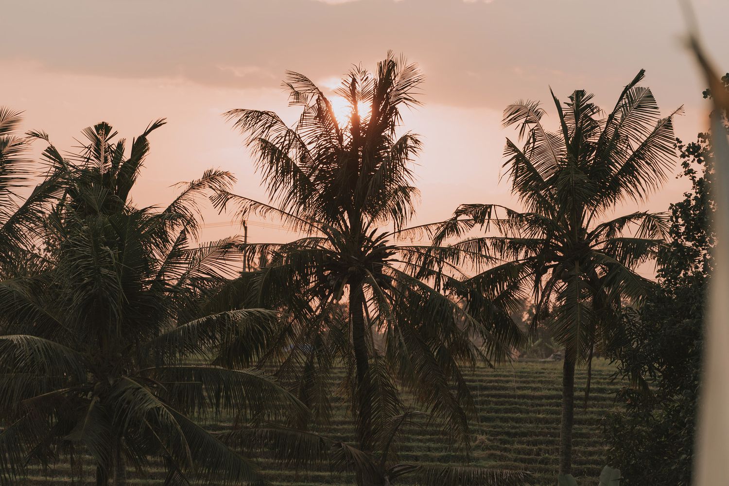 Sunset silhouettes of palm trees create a romantic backdrop for an outdoor wedding reception.