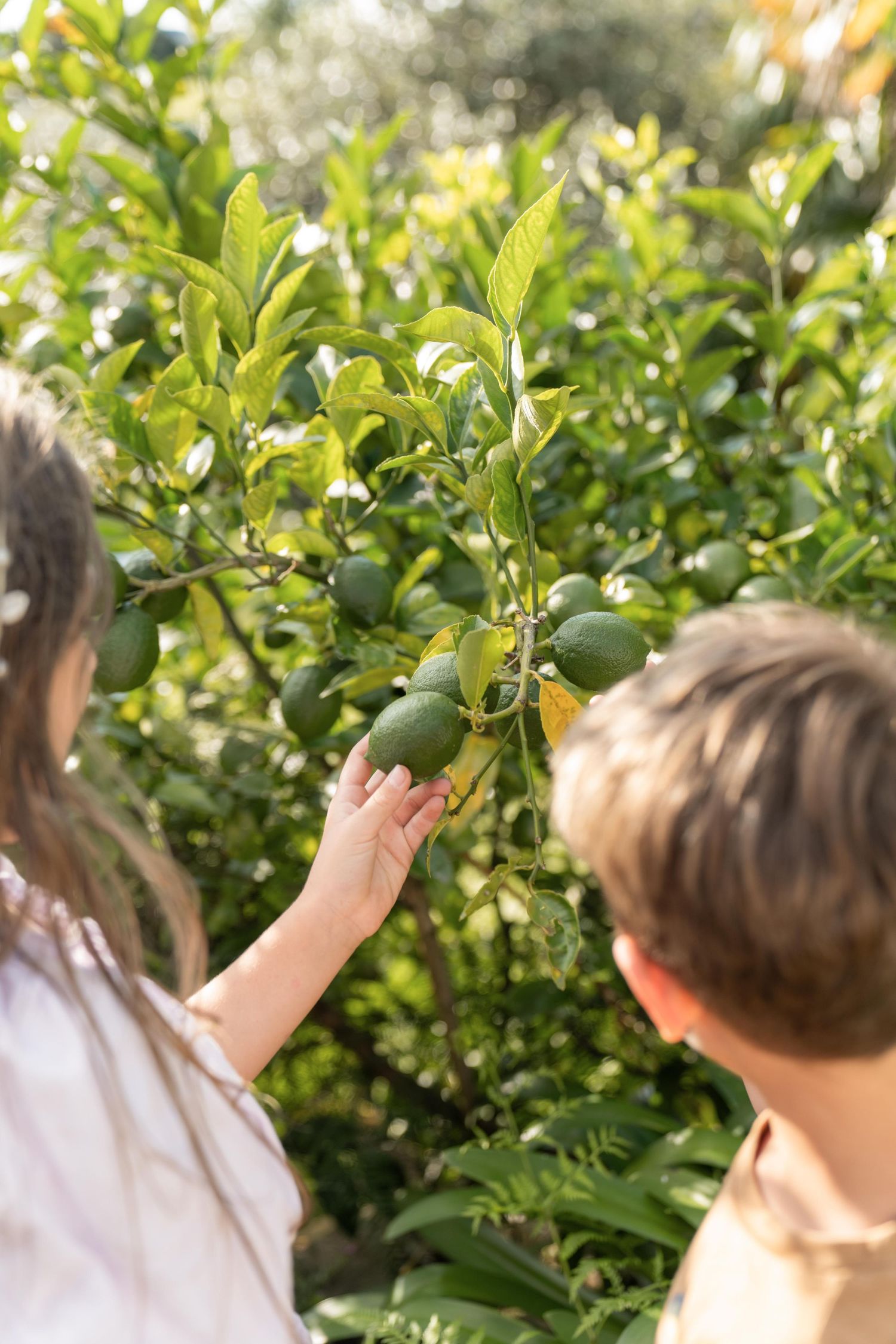 Close-up view of green citrus fruit trees with lush foliage in natural sunlight.