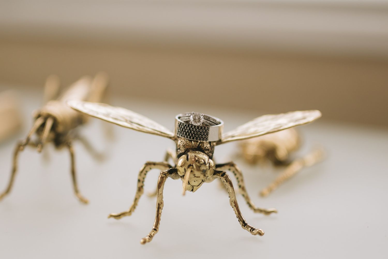 Close-up macro photograph of a flying insect with prominent wings and legs on a white surface.