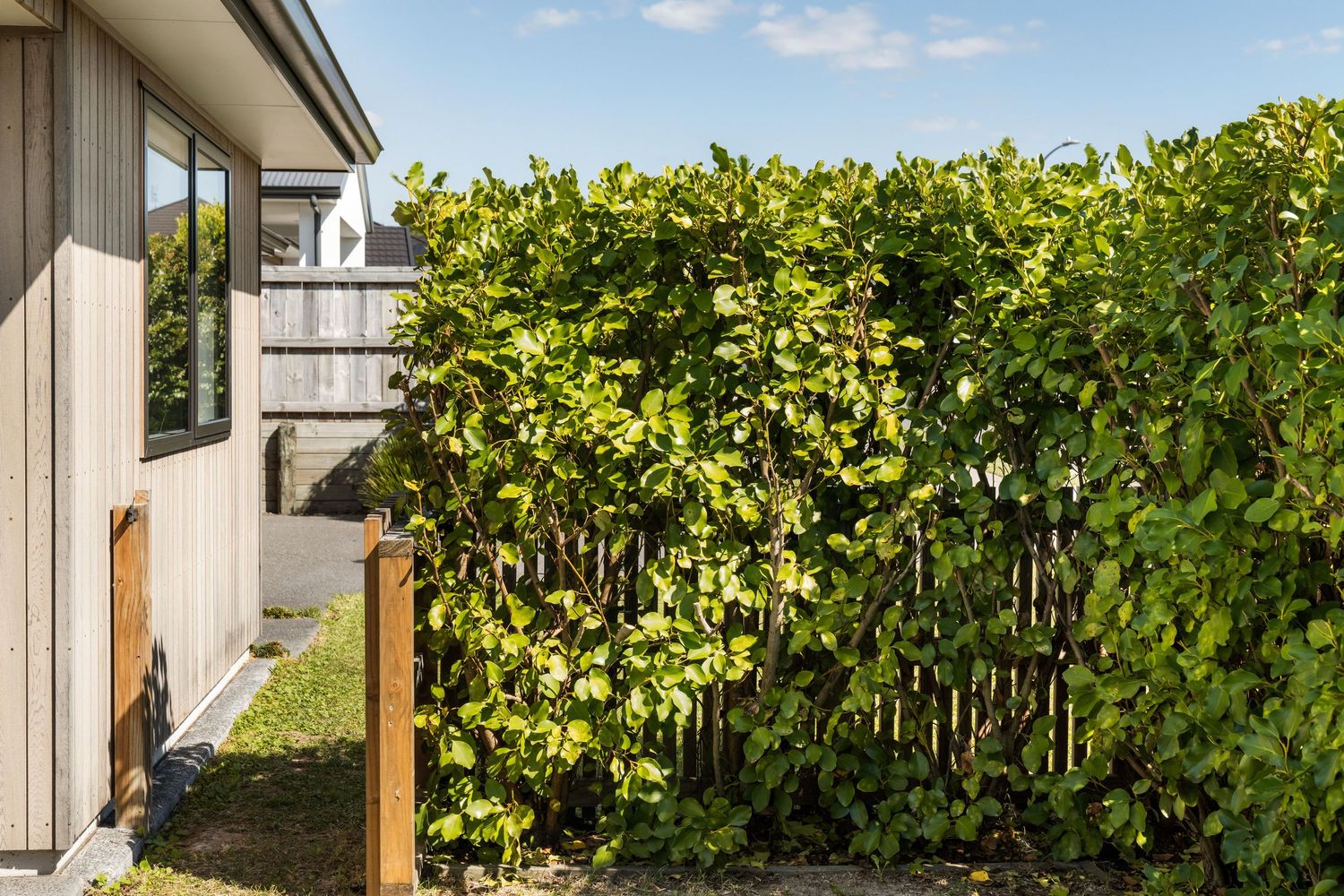 Lush grapevines grow along wooden posts creating a scenic vineyard border against a bright blue summer sky.