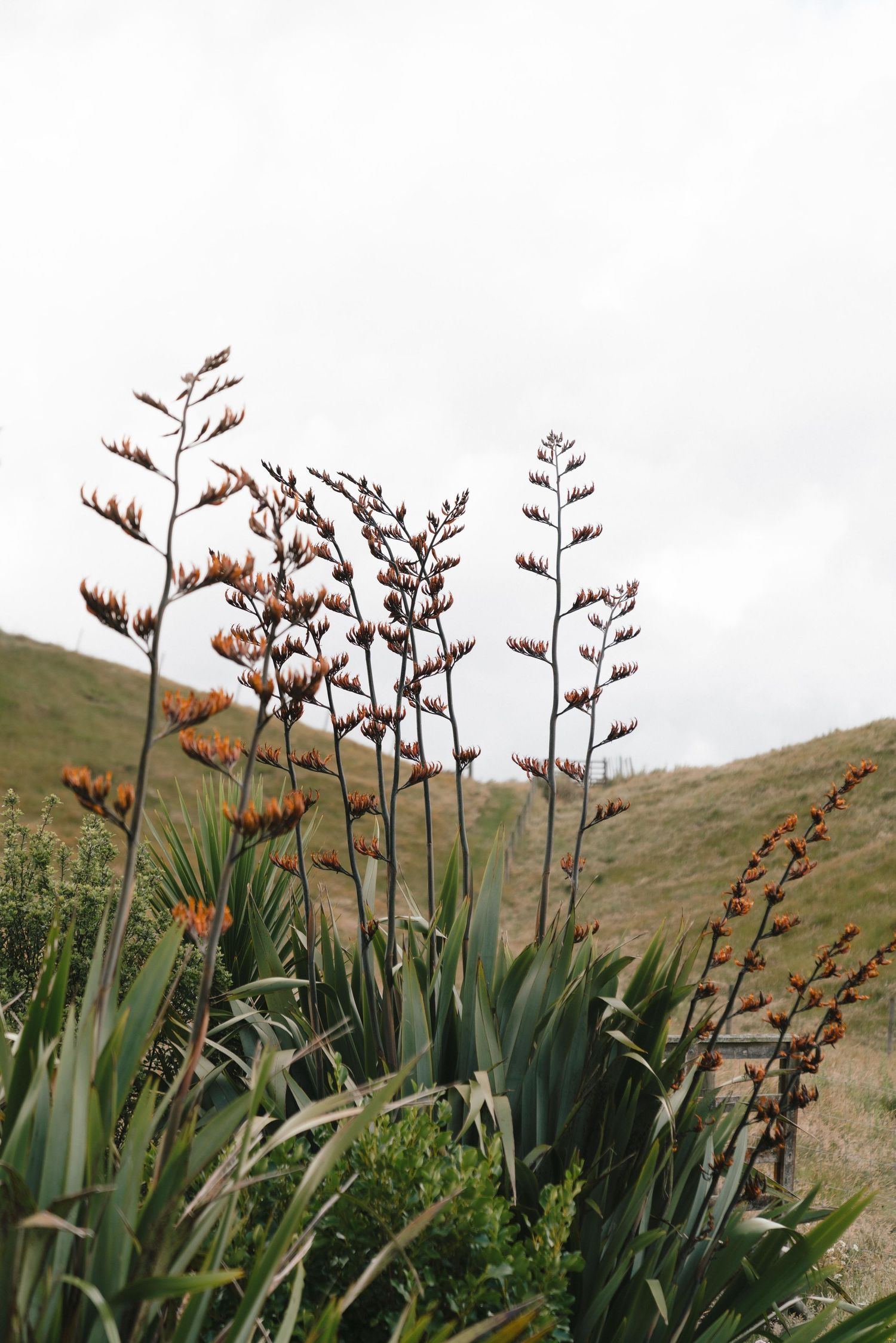 Tall flax plants with brown seed heads stand against a cloudy sky on rolling hills.