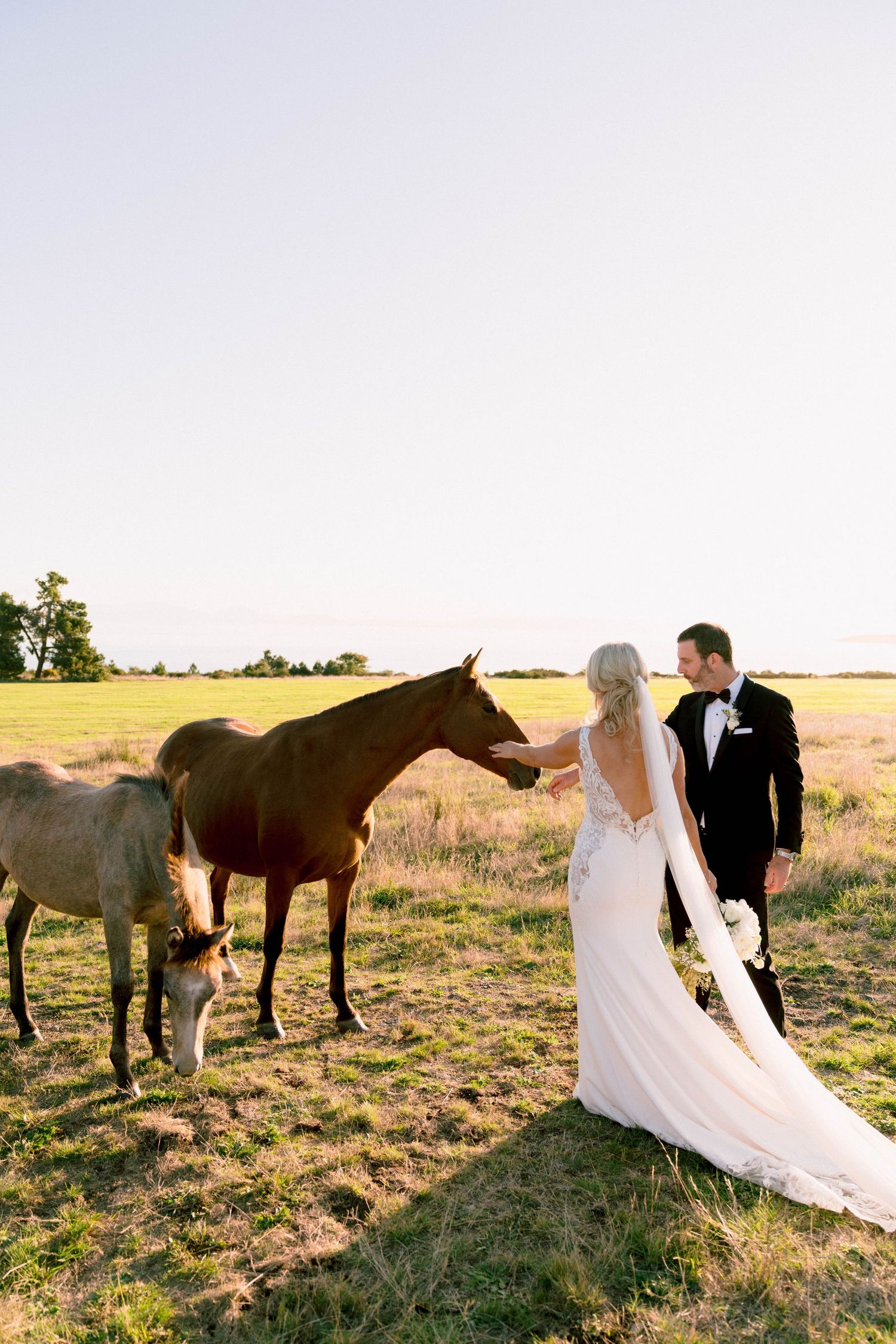 Two horses graze in a golden field at sunset while a bride and groom share a romantic moment in formal wedding attire.