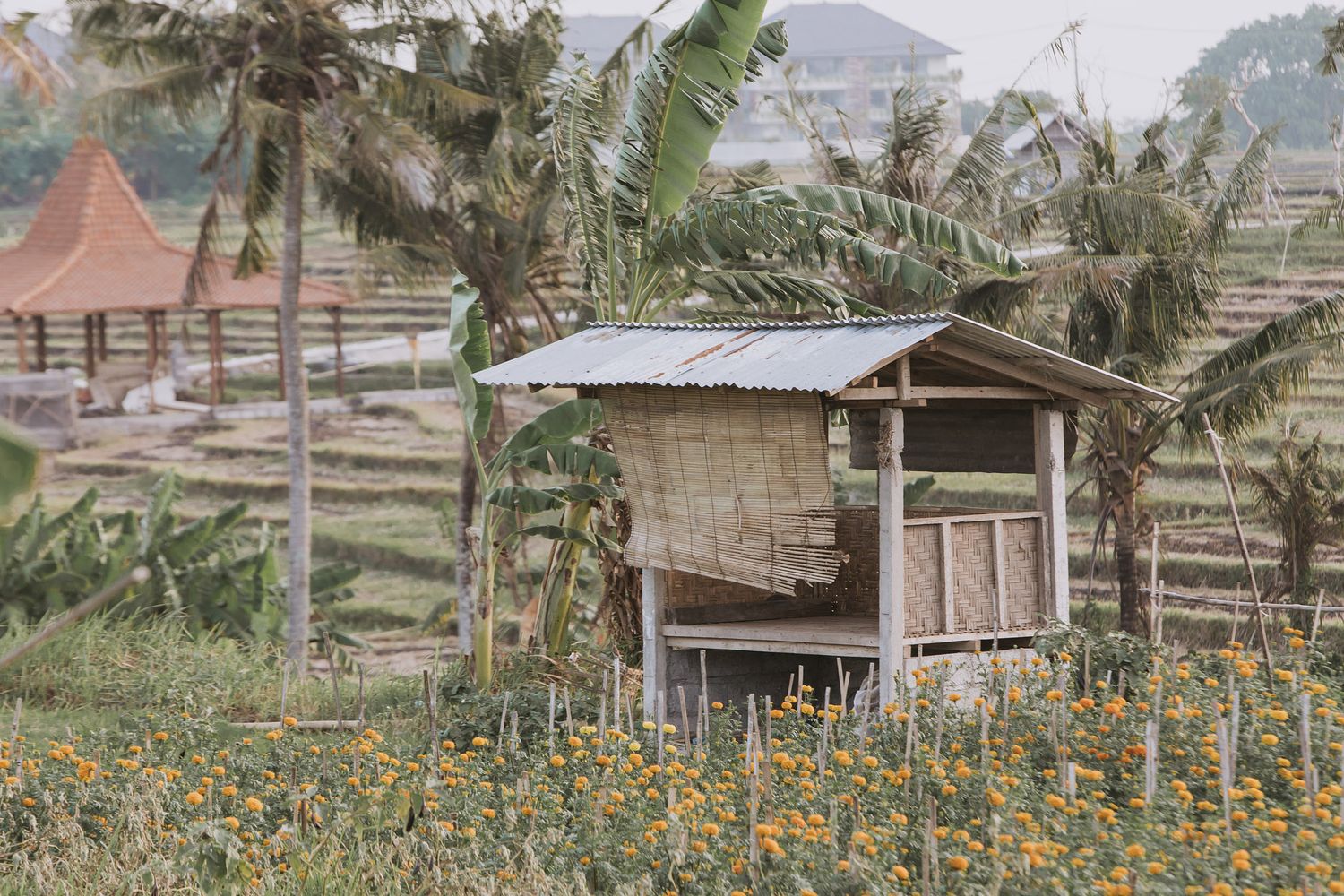 Rustic wooden shack surrounded by yellow wildflowers and palm trees in a tropical setting.